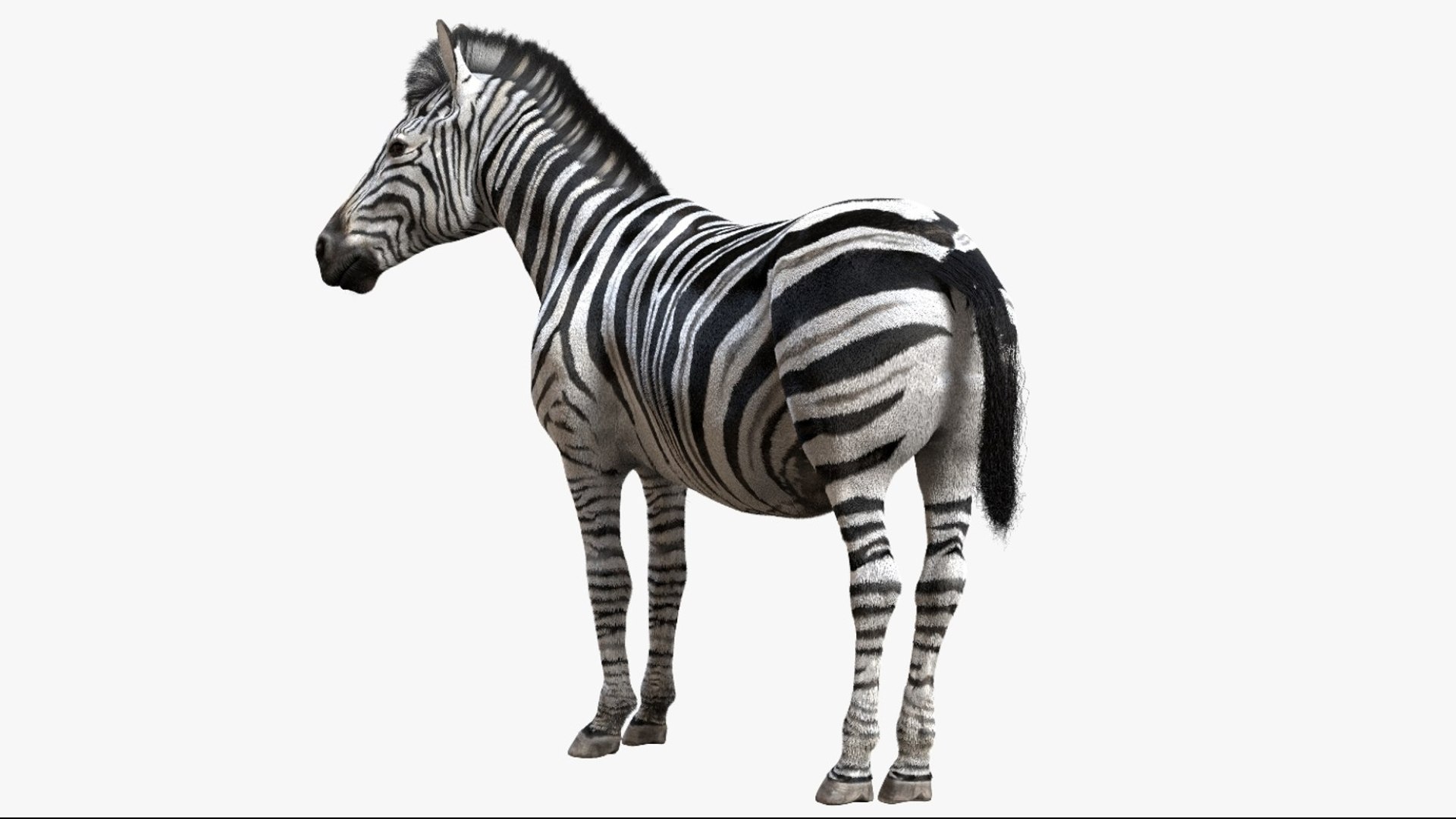 Animal Collection 3D 3D https://p.turbosquid.com/ts-thumb/BN/rJ9E1p/C5/zebra_02/jpg/1761206536/1920x1080/fit_q87/b92f7dcb676583e5fc03fc49aa18d1cbac4595bf/zebra_02.jpg