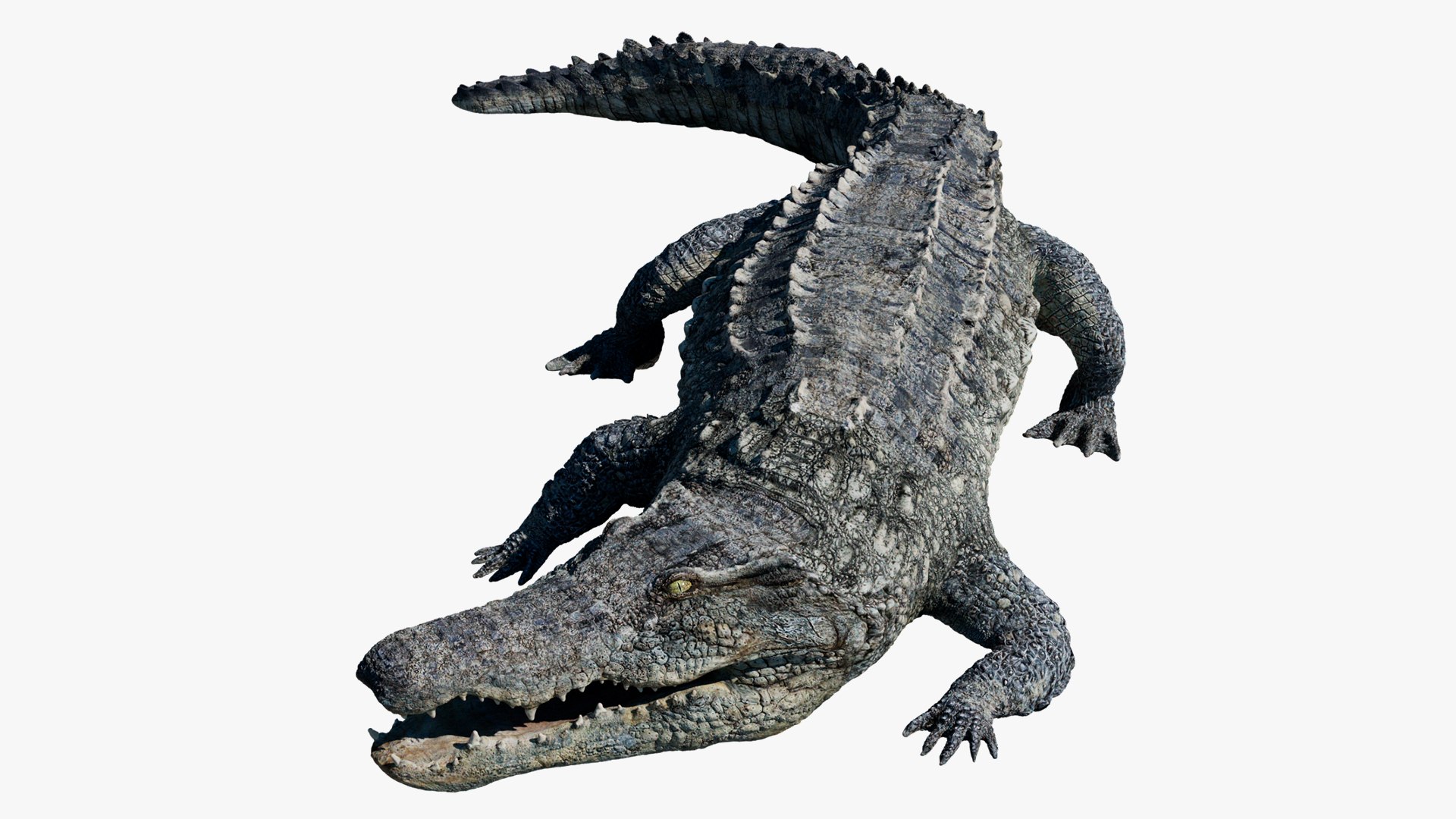 Animal Collection 3D 3D https://p.turbosquid.com/ts-thumb/BN/rJ9E1p/DN/crocodilea_01/jpg/1761204438/1920x1080/fit_q87/07c7cbcc02cc4f4c9afb05ab2272c6dacad11be1/crocodilea_01.jpg