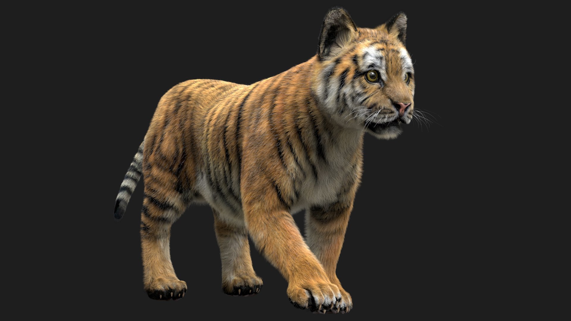 Animal Collection 3D 3D https://p.turbosquid.com/ts-thumb/BN/rJ9E1p/Dc/tigerbaby_02/jpg/1761206150/1920x1080/fit_q87/a58e47fc0da85c74148e0560430822033db155cc/tigerbaby_02.jpg