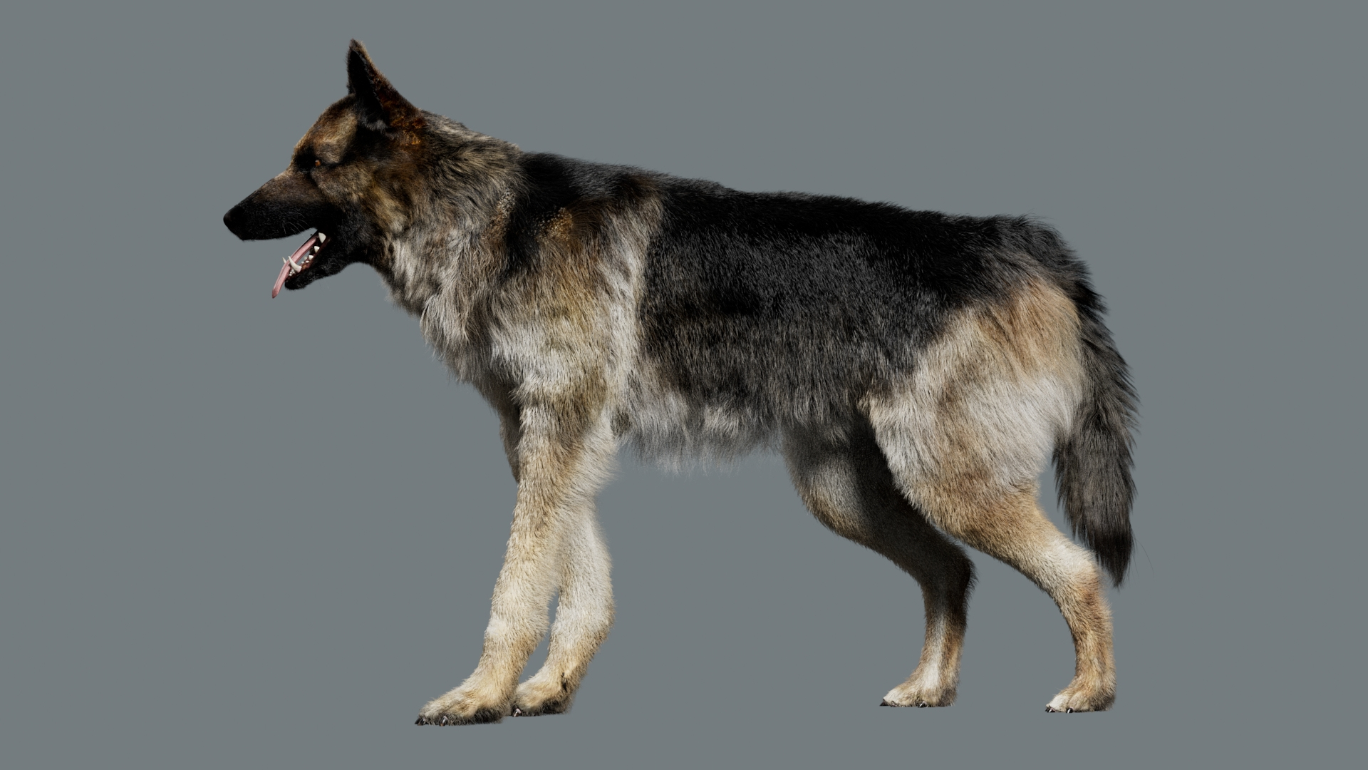 Animal Collection 3D 3D https://p.turbosquid.com/ts-thumb/BN/rJ9E1p/E7/shepherd/jpg/1761205969/1920x1080/turn_fit_q99/8c7957039d58f651af3587540cb7d75cf4ce37ad/shepherd-1.jpg