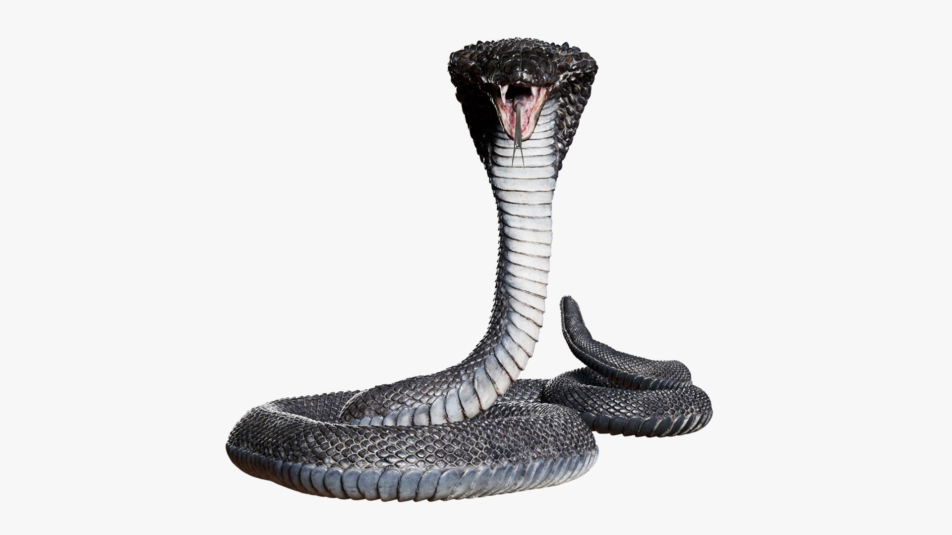 Animal Collection 3D 3D https://p.turbosquid.com/ts-thumb/BN/rJ9E1p/E8/cobrasnake_01/jpg/1761204157/1920x1080/fit_q87/803dcd468c053af57e05280e3e7ba1ce27a0ded7/cobrasnake_01.jpg