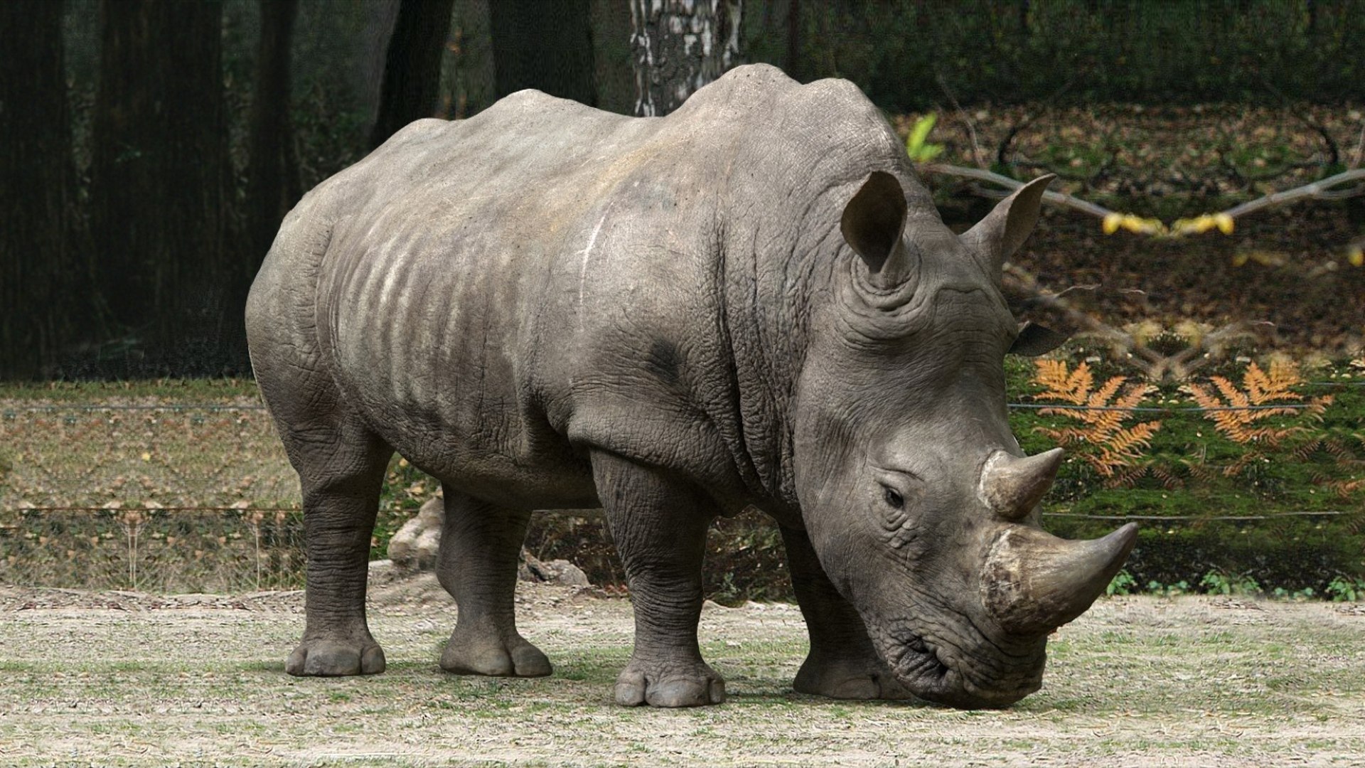 Animal Collection 3D 3D https://p.turbosquid.com/ts-thumb/BN/rJ9E1p/Fc/rhino_02/jpg/1761205710/1920x1080/fit_q87/e27f34a7b1a86a25fdb64833d5de700a1c1f2b0b/rhino_02.jpg