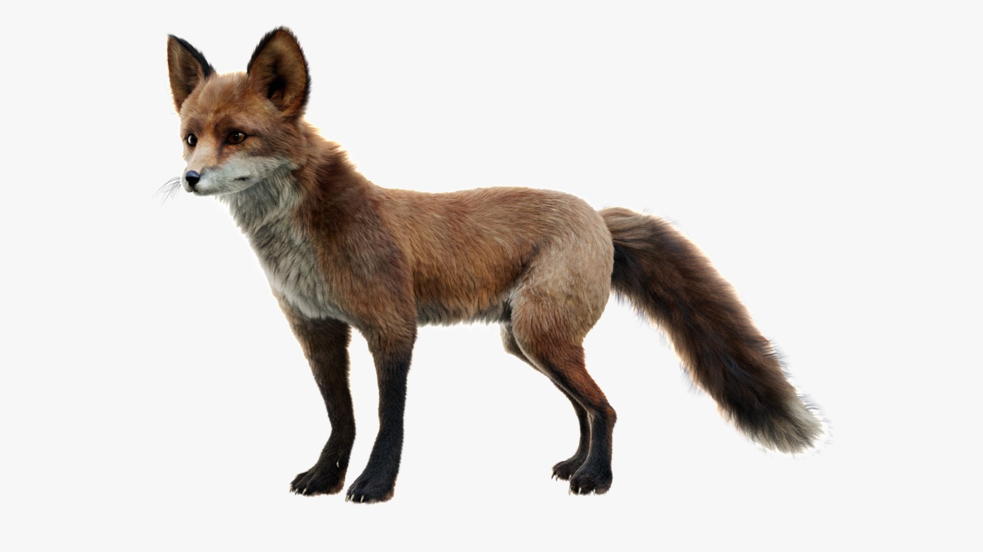 Animal Collection 3D 3D https://p.turbosquid.com/ts-thumb/BN/rJ9E1p/GP/redfox_01/jpg/1761205637/1920x1080/fit_q87/752aab36e56892f2e09fc1edd265dd6be12dd252/redfox_01.jpg