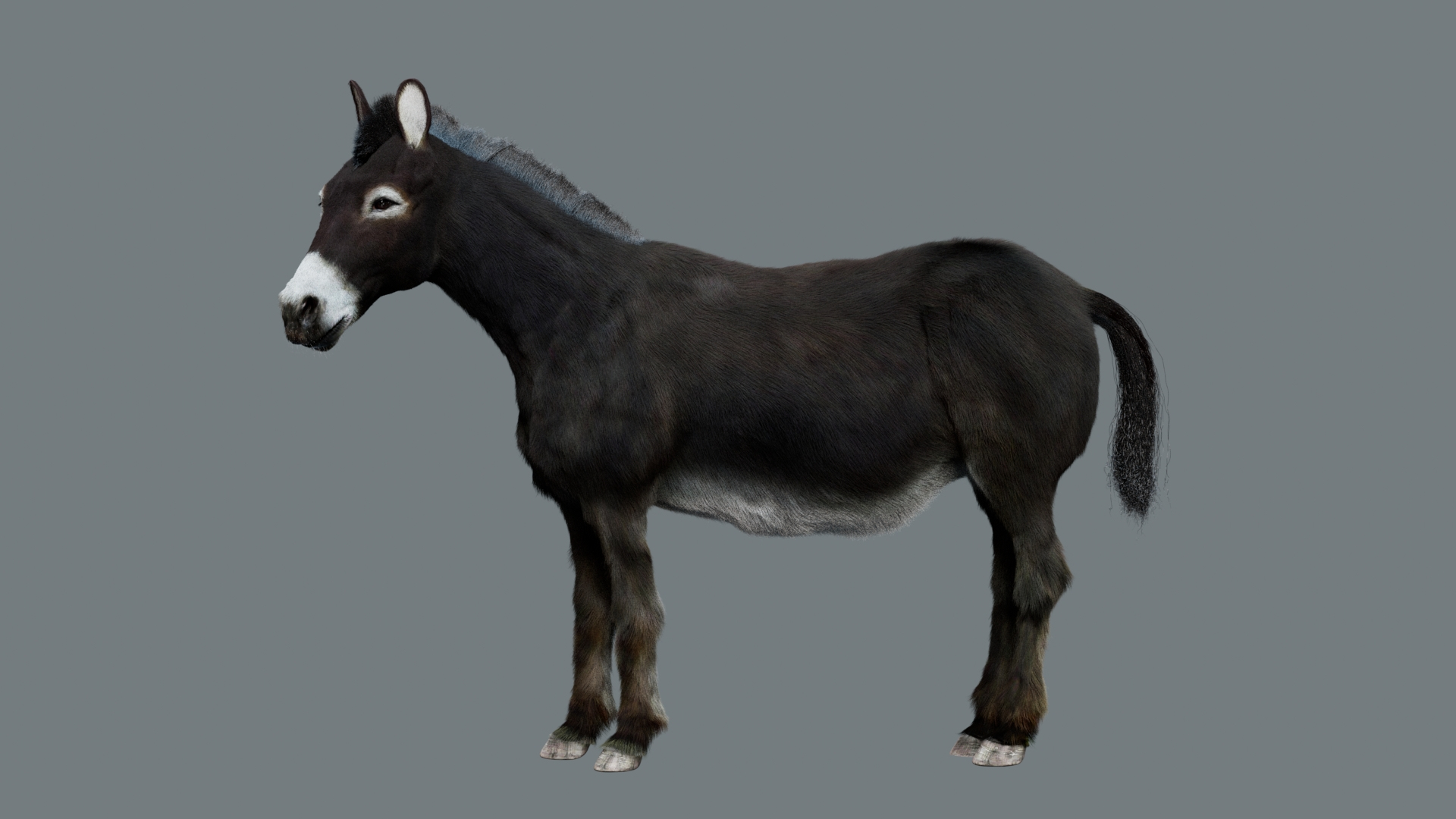 Animal Collection 3D 3D https://p.turbosquid.com/ts-thumb/BN/rJ9E1p/H6/donkey/jpg/1761205084/1920x1080/turn_fit_q99/db9870ce63790d7385fbc32c63b34f4790a61109/donkey-1.jpg