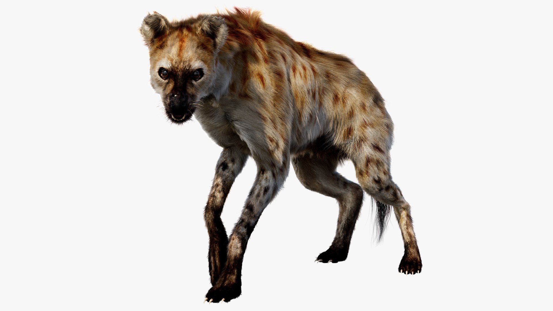 Animal Collection 3D 3D https://p.turbosquid.com/ts-thumb/BN/rJ9E1p/Hh/hyena_01/jpg/1761205031/1920x1080/fit_q87/281e75edcedc9b9742f3b1f228d2368652ed9f92/hyena_01.jpg