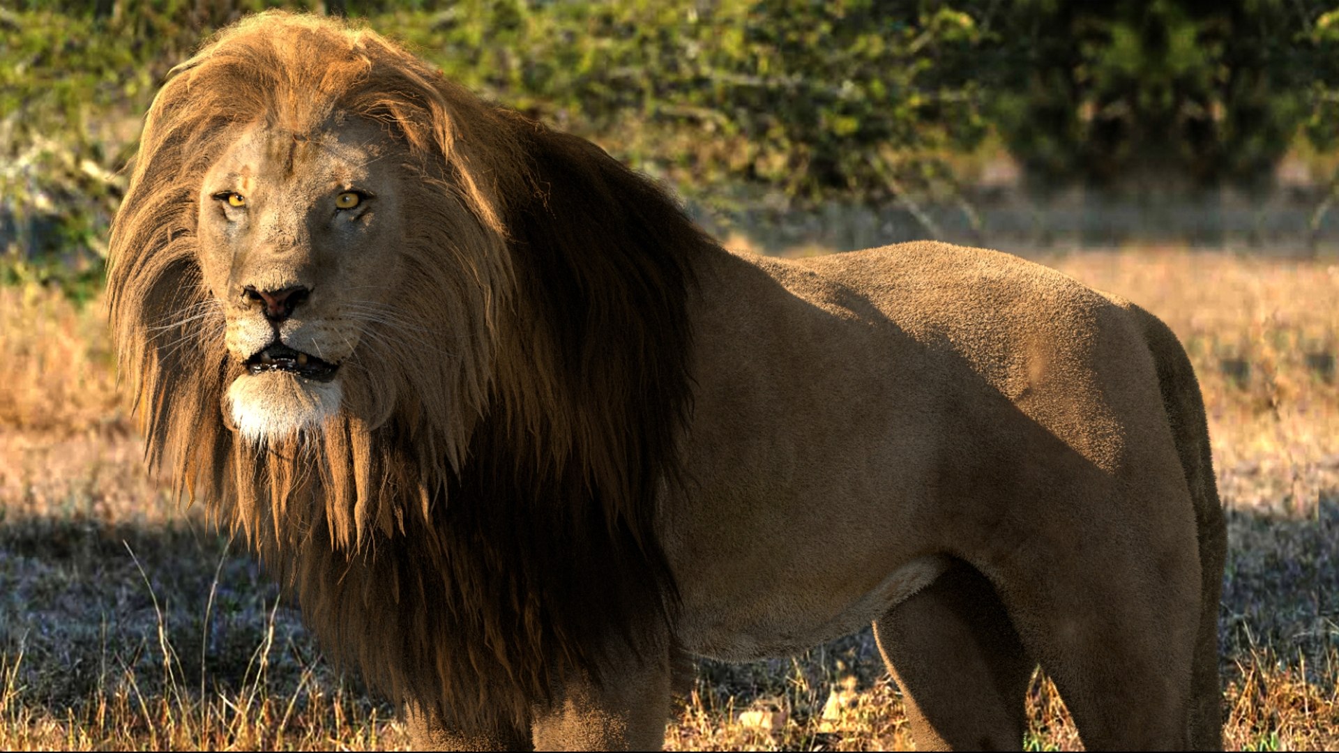 Animal Collection 3D 3D https://p.turbosquid.com/ts-thumb/BN/rJ9E1p/I7/lion_02/jpg/1761205217/1920x1080/fit_q87/a36c83d8bcd243ace2a9558732618f1c02cd0c37/lion_02.jpg