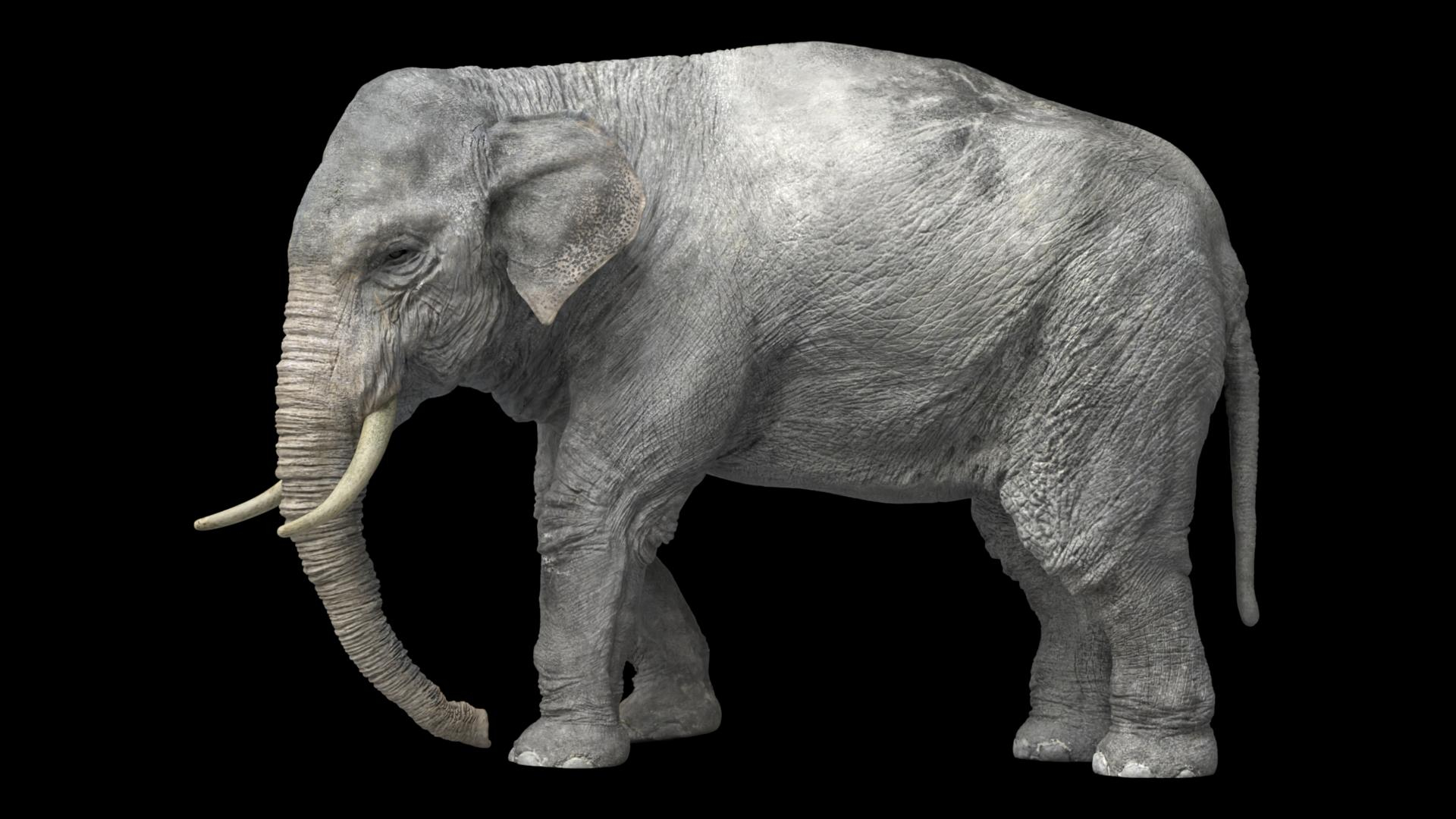 Animal Collection 3D 3D https://p.turbosquid.com/ts-thumb/BN/rJ9E1p/J6/asianelephant/jpg/1761203454/1920x1080/turn_fit_q99/3685d778e1011457d8df3e965f86731bb6d30e55/asianelephant-1.jpg