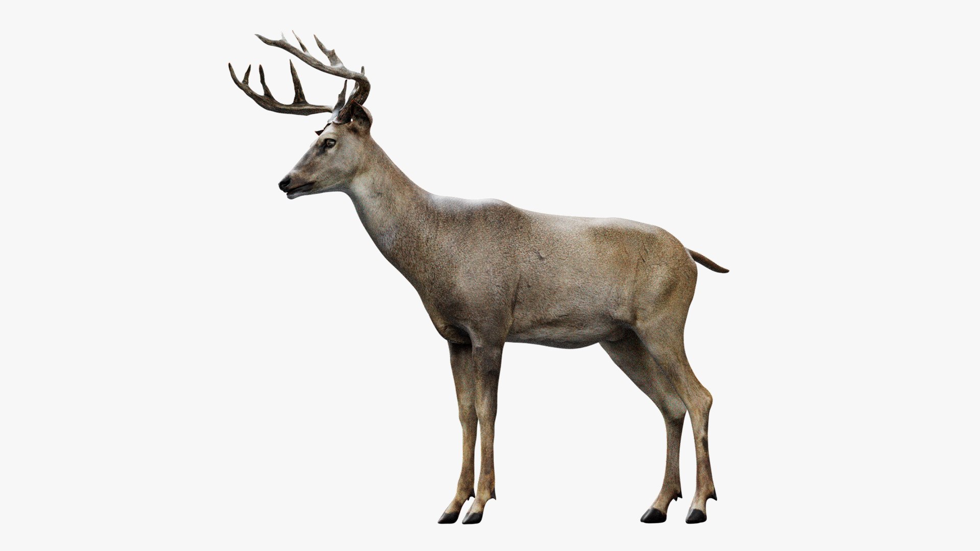 Animal Collection 3D 3D https://p.turbosquid.com/ts-thumb/BN/rJ9E1p/LW/deer_01/jpg/1761204677/1920x1080/fit_q87/20d7c2c18b65c59b895df921587b0f610d50a8f7/deer_01.jpg