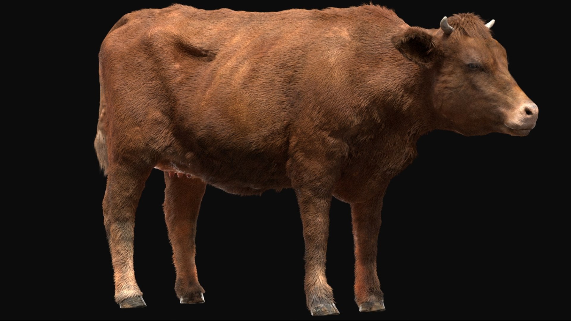 Animal Collection 3D 3D https://p.turbosquid.com/ts-thumb/BN/rJ9E1p/Li/cow_02/jpg/1761204348/1920x1080/fit_q87/35ac3ef3ab2a007021ed997ad7ba463f6bf33377/cow_02.jpg