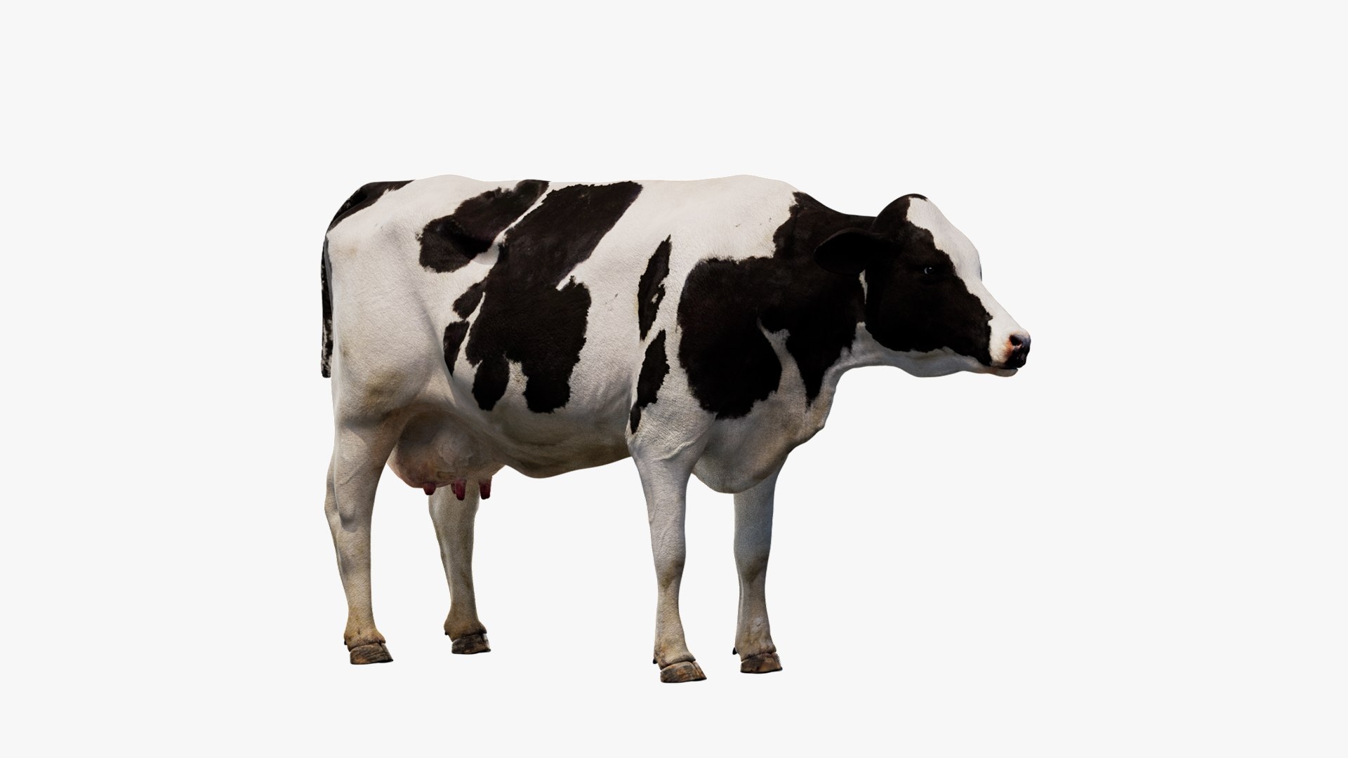 Animal Collection 3D 3D https://p.turbosquid.com/ts-thumb/BN/rJ9E1p/Lp/dairycow_01/jpg/1761204597/1920x1080/fit_q87/88e0171fe105e789950b1a87c9c2961d7eef9387/dairycow_01.jpg