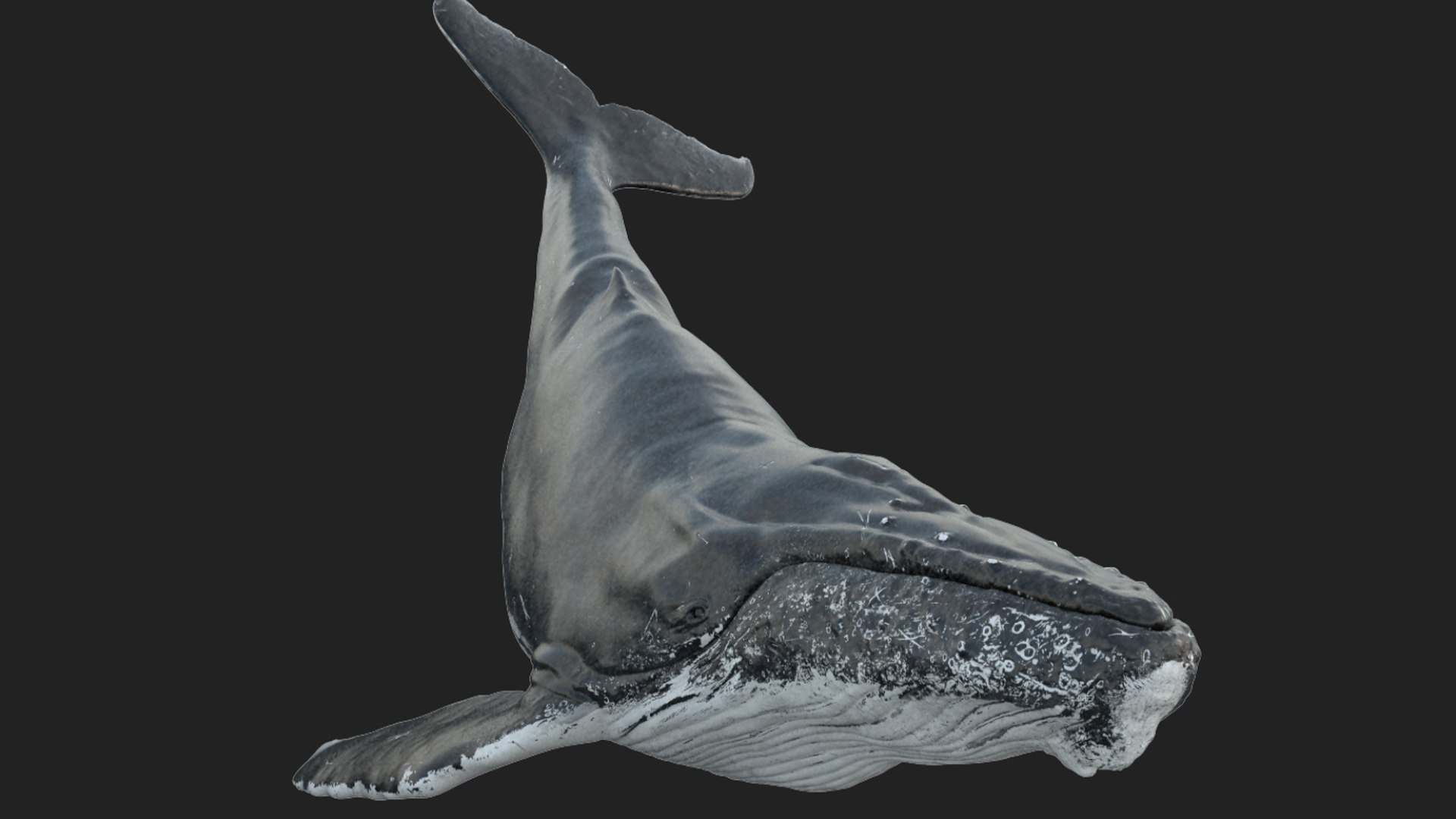 Animal Collection 3D 3D https://p.turbosquid.com/ts-thumb/BN/rJ9E1p/M3/whale_02/jpg/1761206231/1920x1080/fit_q87/c5350858475b3ad13e2582ab2296cb747a480891/whale_02.jpg