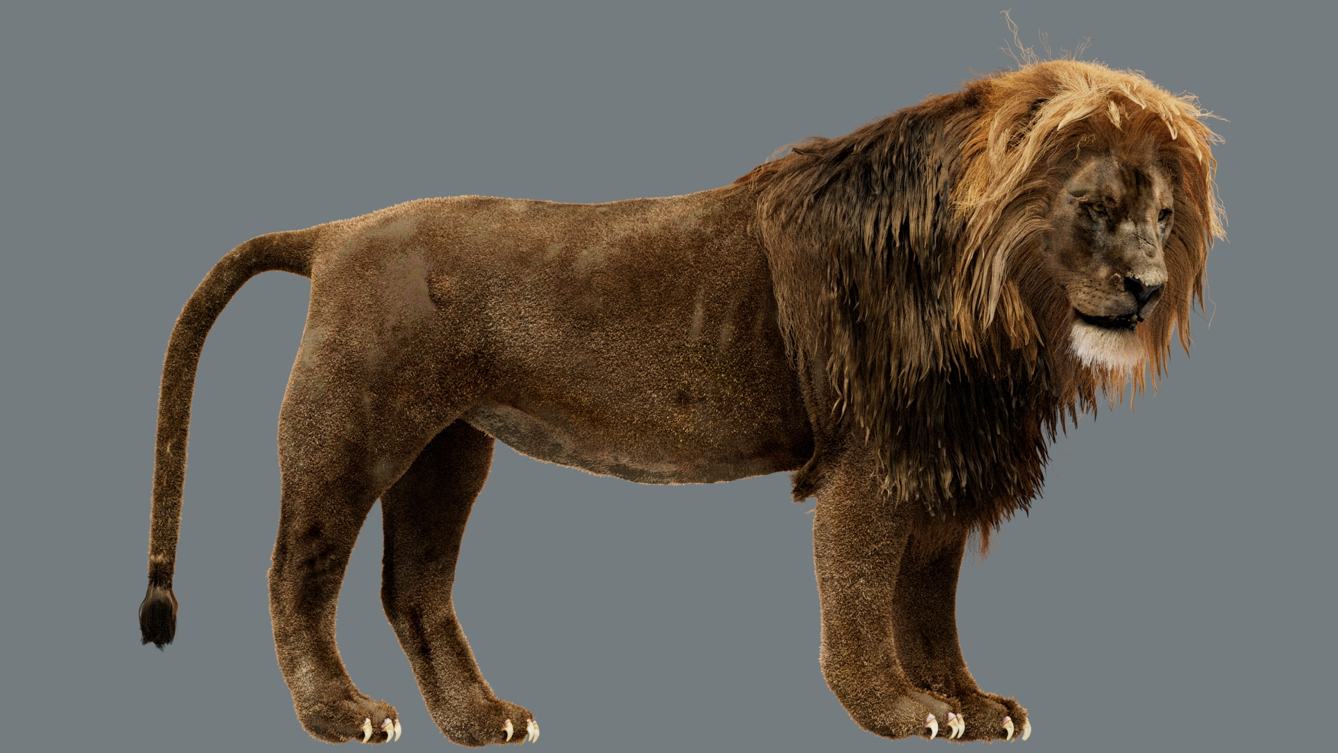 Animal Collection 3D 3D https://p.turbosquid.com/ts-thumb/BN/rJ9E1p/Nr/lion/jpg/1761205244/1920x1080/turn_fit_q99/4301ba2a5aea166d7ee0611c353061e73a21979d/lion-1.jpg