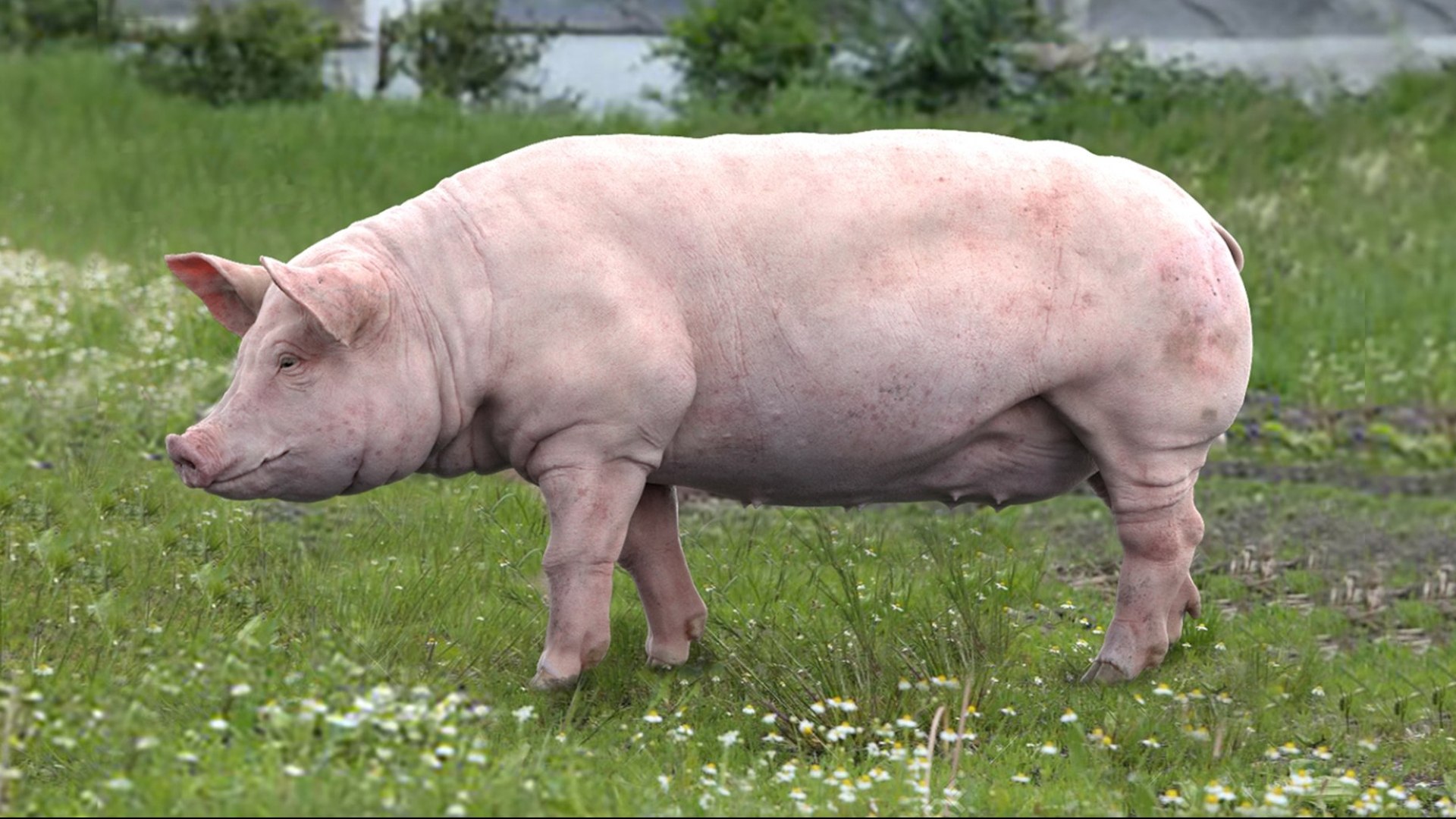 Animal Collection 3D 3D https://p.turbosquid.com/ts-thumb/BN/rJ9E1p/O5/pig_02/jpg/1761205474/1920x1080/fit_q87/185f5e0d6f197b8299edd887ab795178d12afd3a/pig_02.jpg
