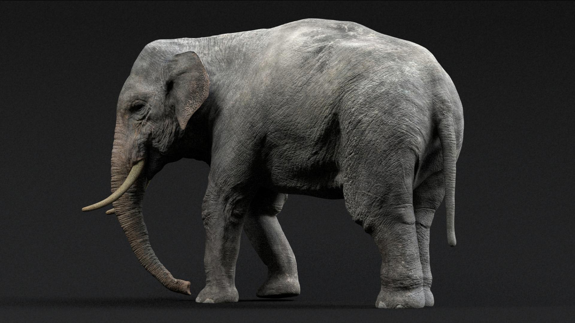 Animal Collection 3D 3D https://p.turbosquid.com/ts-thumb/BN/rJ9E1p/Oj/asianelephant_02/jpg/1761203450/1920x1080/fit_q87/128ecc1eecd7782fb3a675bb2a842db191d497dd/asianelephant_02.jpg