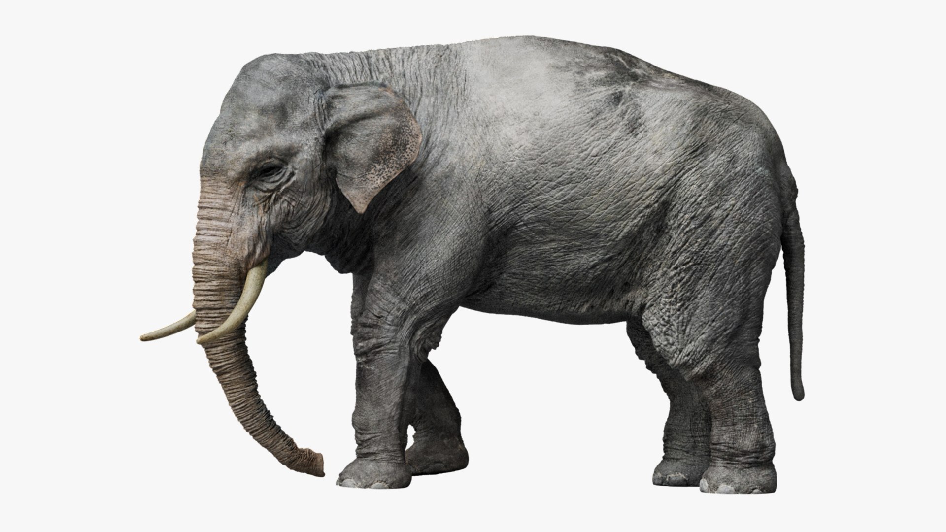 Animal Collection 3D 3D https://p.turbosquid.com/ts-thumb/BN/rJ9E1p/Qx/asianelephant_01/jpg/1761203451/1920x1080/fit_q87/e81bf9a452739fa9212980a26eb84a4b219e134b/asianelephant_01.jpg