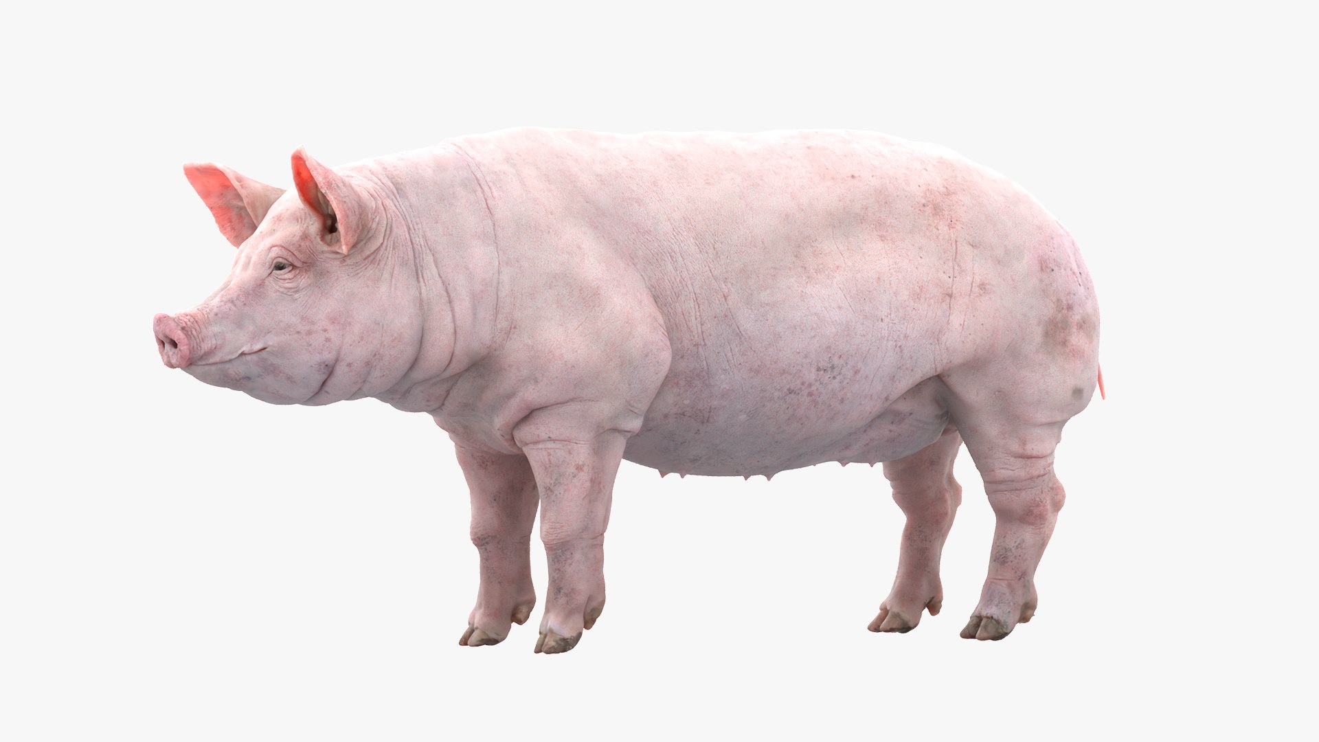 Animal Collection 3D 3D https://p.turbosquid.com/ts-thumb/BN/rJ9E1p/Rf/pig_01/jpg/1761205473/1920x1080/fit_q87/92b9cb9451c0ae943344b35d464f098838dfdfb6/pig_01.jpg