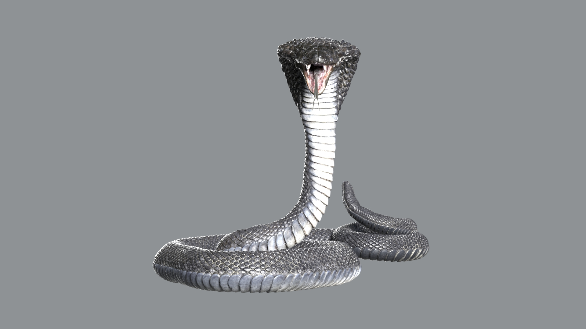 Animal Collection 3D 3D https://p.turbosquid.com/ts-thumb/BN/rJ9E1p/Sd/cobrasnake/jpg/1761204163/1920x1080/turn_fit_q99/16ccea4064910234dfc59be42f80fef23811371b/cobrasnake-1.jpg