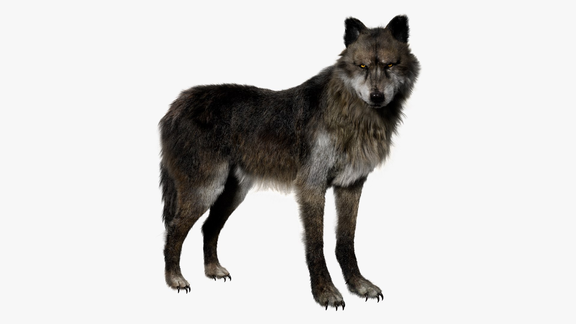 Animal Collection 3D 3D https://p.turbosquid.com/ts-thumb/BN/rJ9E1p/Sv/wolf_01/jpg/1761206382/1920x1080/fit_q87/0fc163d659fc78218df8d4d4e5cb8535c3bfe723/wolf_01.jpg