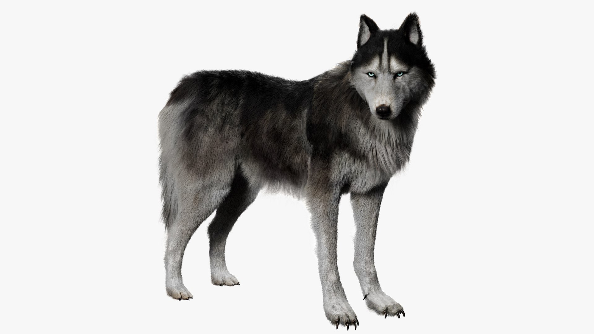 Animal Collection 3D 3D https://p.turbosquid.com/ts-thumb/BN/rJ9E1p/TQ/siberianhusky_01/jpg/1761206034/1920x1080/fit_q87/951cde189001c5552c24ac1c2270dcfe7dd820ae/siberianhusky_01.jpg