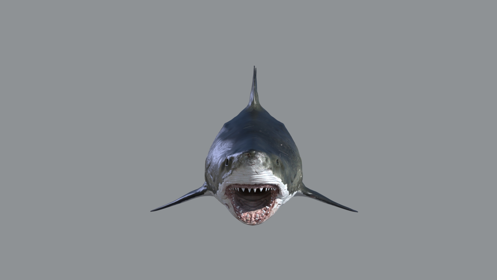 Animal Collection 3D 3D https://p.turbosquid.com/ts-thumb/BN/rJ9E1p/Ug/greatwhiteshark/jpg/1761204995/1920x1080/turn_fit_q99/533dfa3af5671b254803f45a0ad89684798568c5/greatwhiteshark-1.jpg