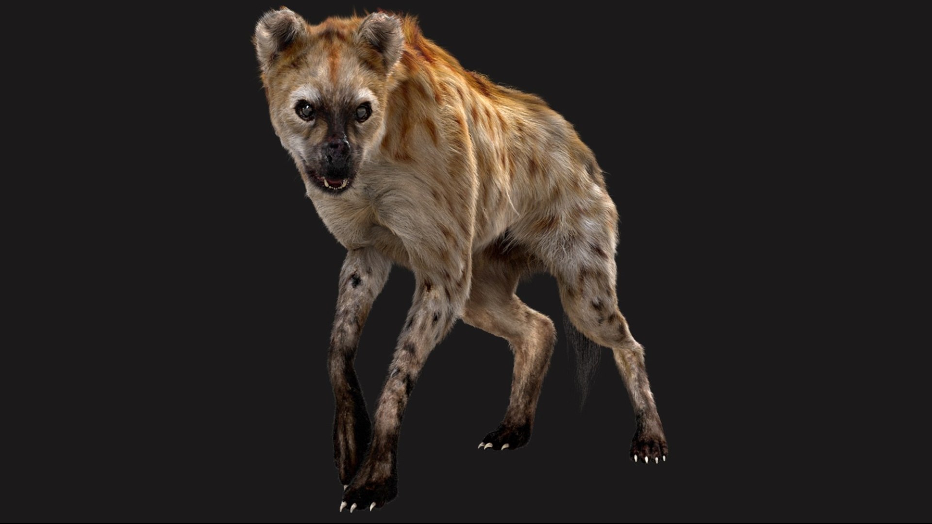 Animal Collection 3D 3D https://p.turbosquid.com/ts-thumb/BN/rJ9E1p/Uq/hyena_02/jpg/1761205031/1920x1080/fit_q87/01fbeaaf68ab583a33026c323442ed30cecf7ea7/hyena_02.jpg
