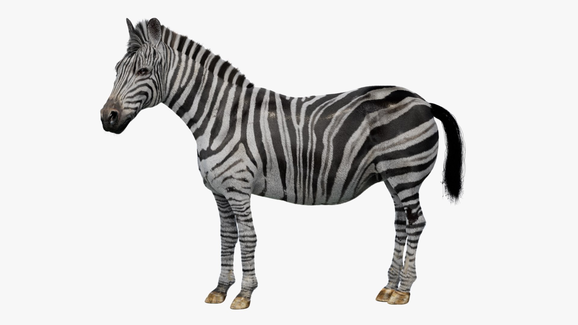 Animal Collection 3D 3D https://p.turbosquid.com/ts-thumb/BN/rJ9E1p/Uy/zebra_01/jpg/1761206535/1920x1080/fit_q87/aaae775571071a2be78ca6ca866989ee7c979a7b/zebra_01.jpg