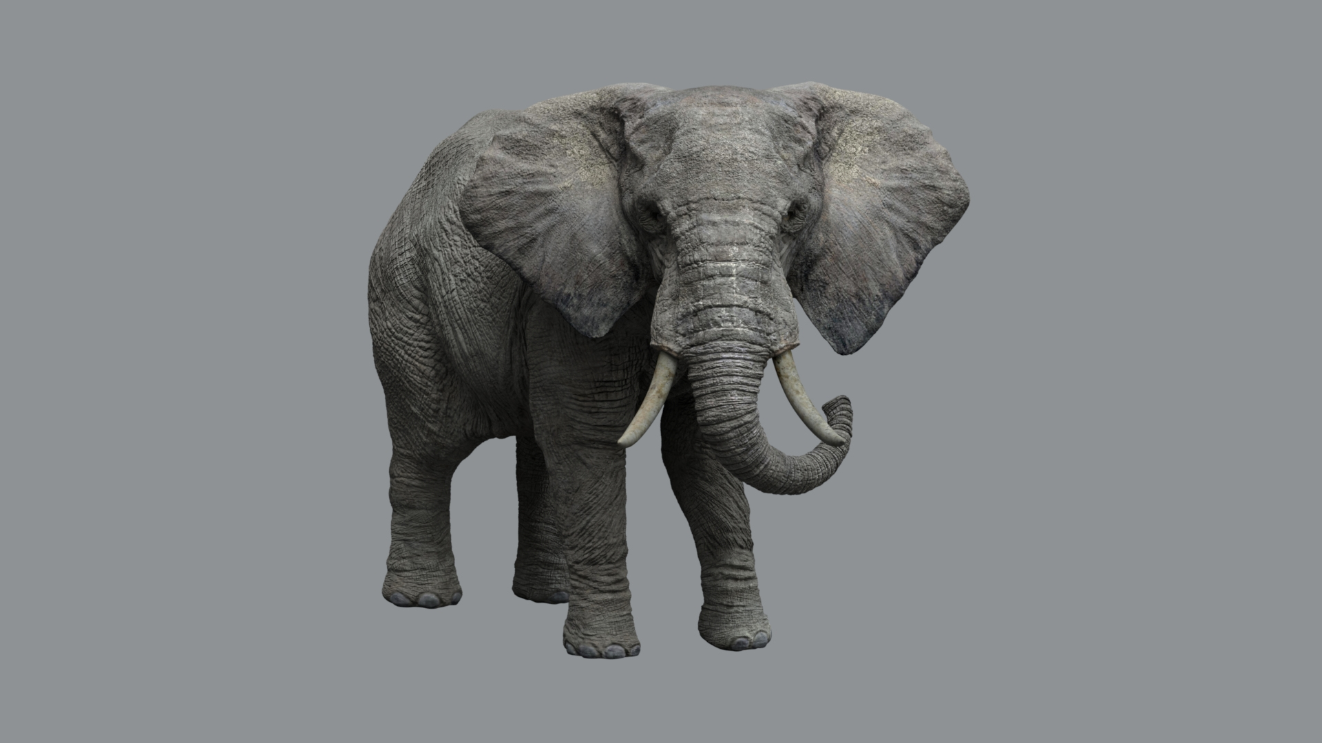 Animal Collection 3D 3D https://p.turbosquid.com/ts-thumb/BN/rJ9E1p/V3/africaelephant/jpg/1761203197/1920x1080/turn_fit_q99/59e46783395a12e7af5307bb7f0cfa41151c93b1/africaelephant-1.jpg
