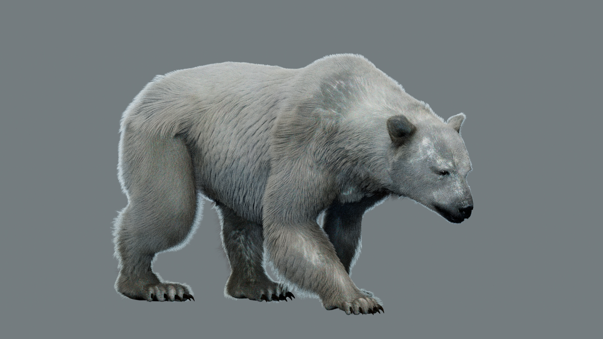 Animal Collection 3D 3D https://p.turbosquid.com/ts-thumb/BN/rJ9E1p/XU/polarbear/jpg/1761205587/1920x1080/turn_fit_q99/6fbc359a9965b809fa3ff98d1c7f14feb9c1c982/polarbear-1.jpg