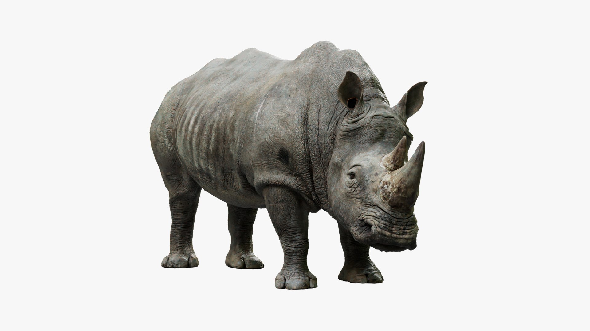 Animal Collection 3D 3D https://p.turbosquid.com/ts-thumb/BN/rJ9E1p/YM/rhino_01/jpg/1761205710/1920x1080/fit_q87/3b19595dab23dd2ce018b06aa8eff5f543293920/rhino_01.jpg
