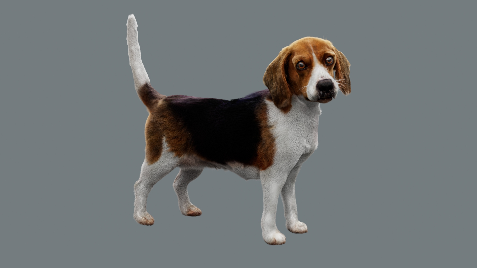Animal Collection 3D 3D https://p.turbosquid.com/ts-thumb/BN/rJ9E1p/Z1/beagledog/jpg/1761203540/1920x1080/turn_fit_q99/0b5f96482aba59005232978bbec692e25bb4b69e/beagledog-1.jpg
