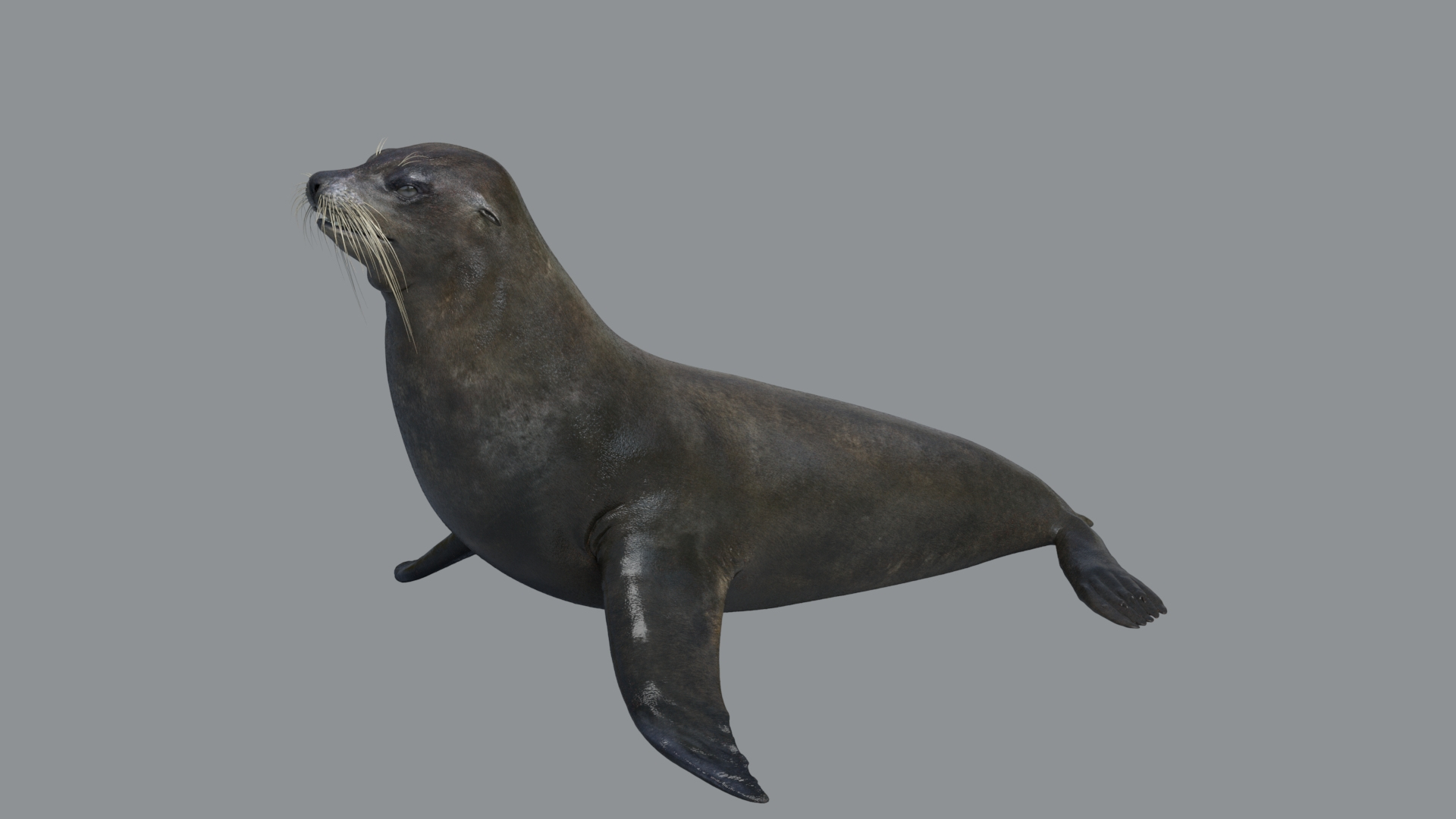 Animal Collection 3D 3D https://p.turbosquid.com/ts-thumb/BN/rJ9E1p/aE/seal/jpg/1761205782/1920x1080/turn_fit_q99/d51282aeeca859c9aa3c454ae075a744e678a05b/seal-1.jpg