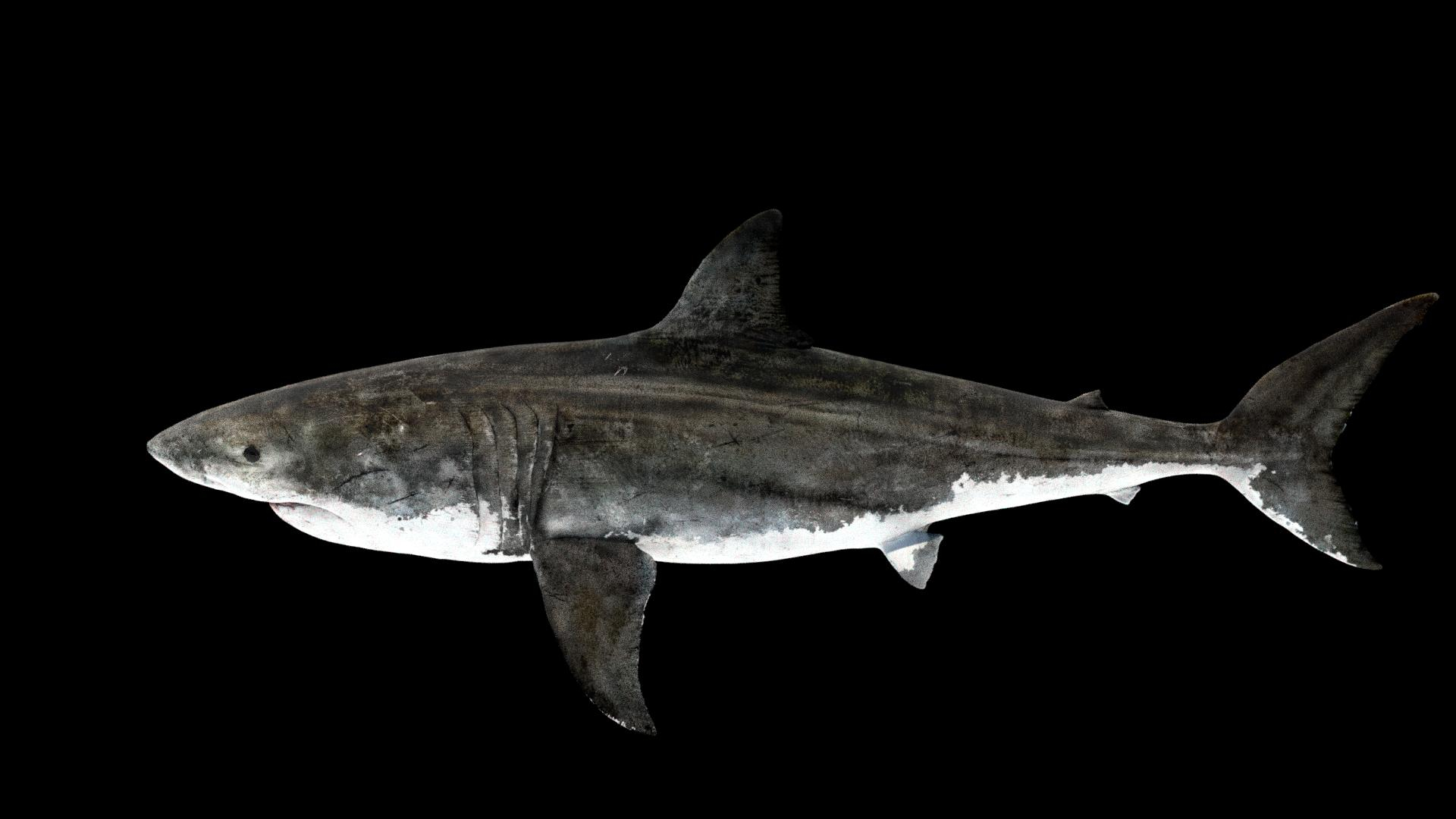 Animal Collection 3D 3D https://p.turbosquid.com/ts-thumb/BN/rJ9E1p/cy/shark/jpg/1761205830/1920x1080/turn_fit_q99/2f3182daae50bcc7f2a45730ad8d18599da2be15/shark-1.jpg