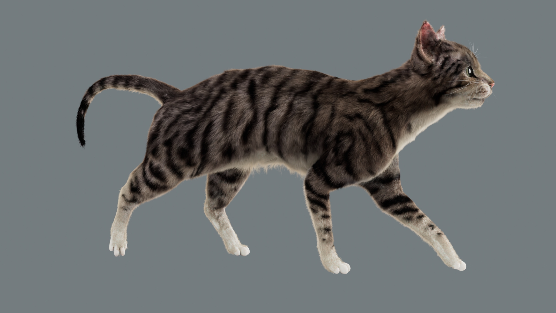 Animal Collection 3D 3D https://p.turbosquid.com/ts-thumb/BN/rJ9E1p/hE/cat/jpg/1761204125/1920x1080/turn_fit_q99/855df1f1d65acc9652be64c49a52f8c80fc868ea/cat-1.jpg