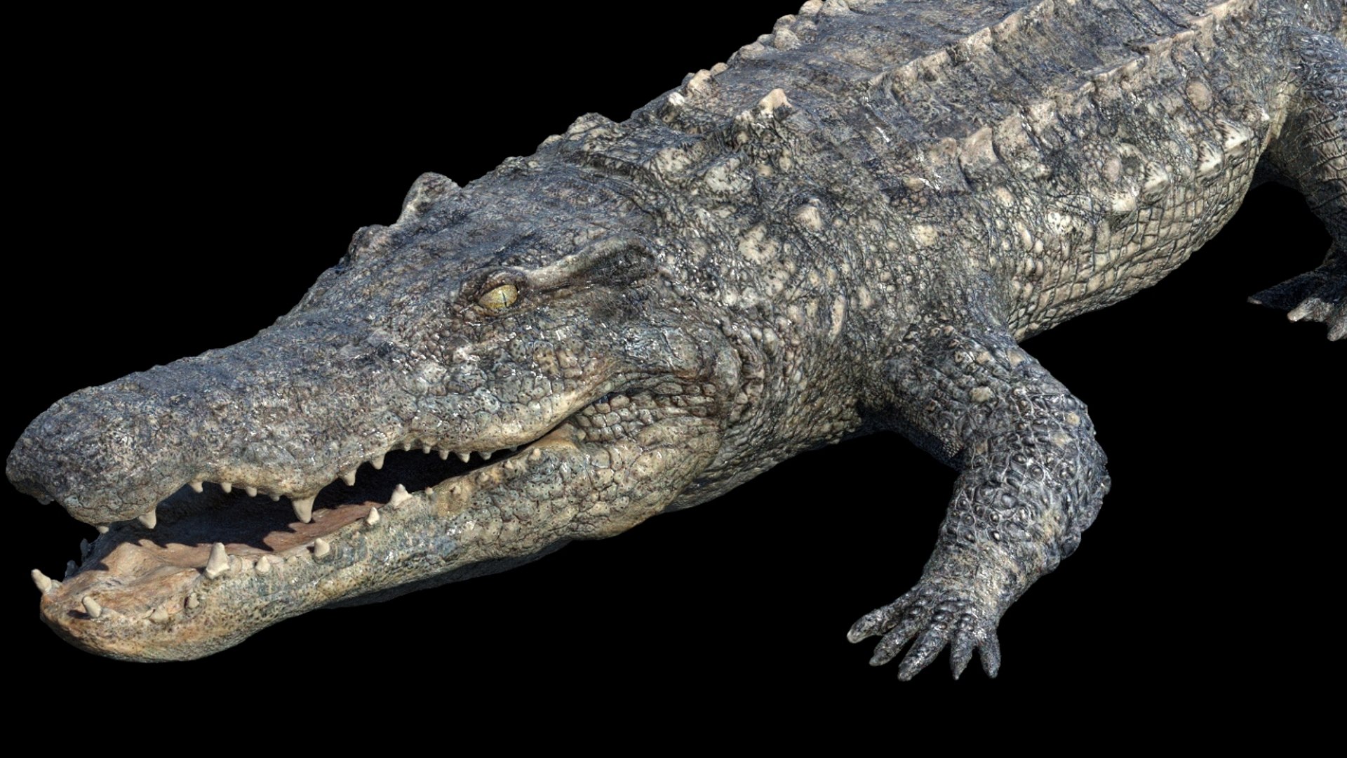 Animal Collection 3D 3D https://p.turbosquid.com/ts-thumb/BN/rJ9E1p/iS/crocodilea_02/jpg/1761204439/1920x1080/fit_q87/99d9fce8a01900804f96fc68a2a9f94e56a42ee7/crocodilea_02.jpg