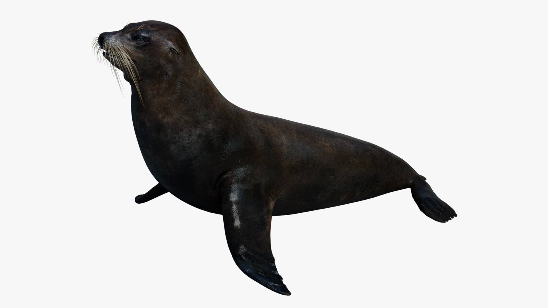 Animal Collection 3D 3D https://p.turbosquid.com/ts-thumb/BN/rJ9E1p/jB/seal_01/jpg/1761205773/1920x1080/fit_q87/59beba5923f217da3702f7b0f166687d59031259/seal_01.jpg