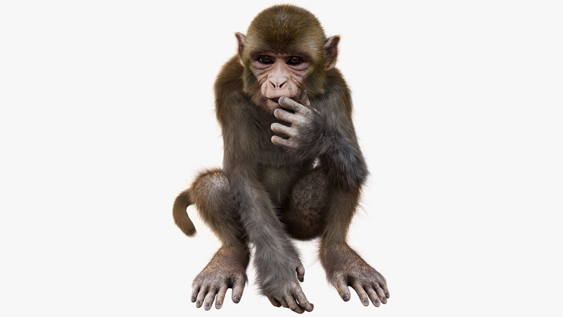 Animal Collection 3D 3D https://p.turbosquid.com/ts-thumb/BN/rJ9E1p/lR/monkey_01/jpg/1761205369/1920x1080/fit_q87/85df701546b1bf06272878bc9585c6b2e21dca66/monkey_01.jpg