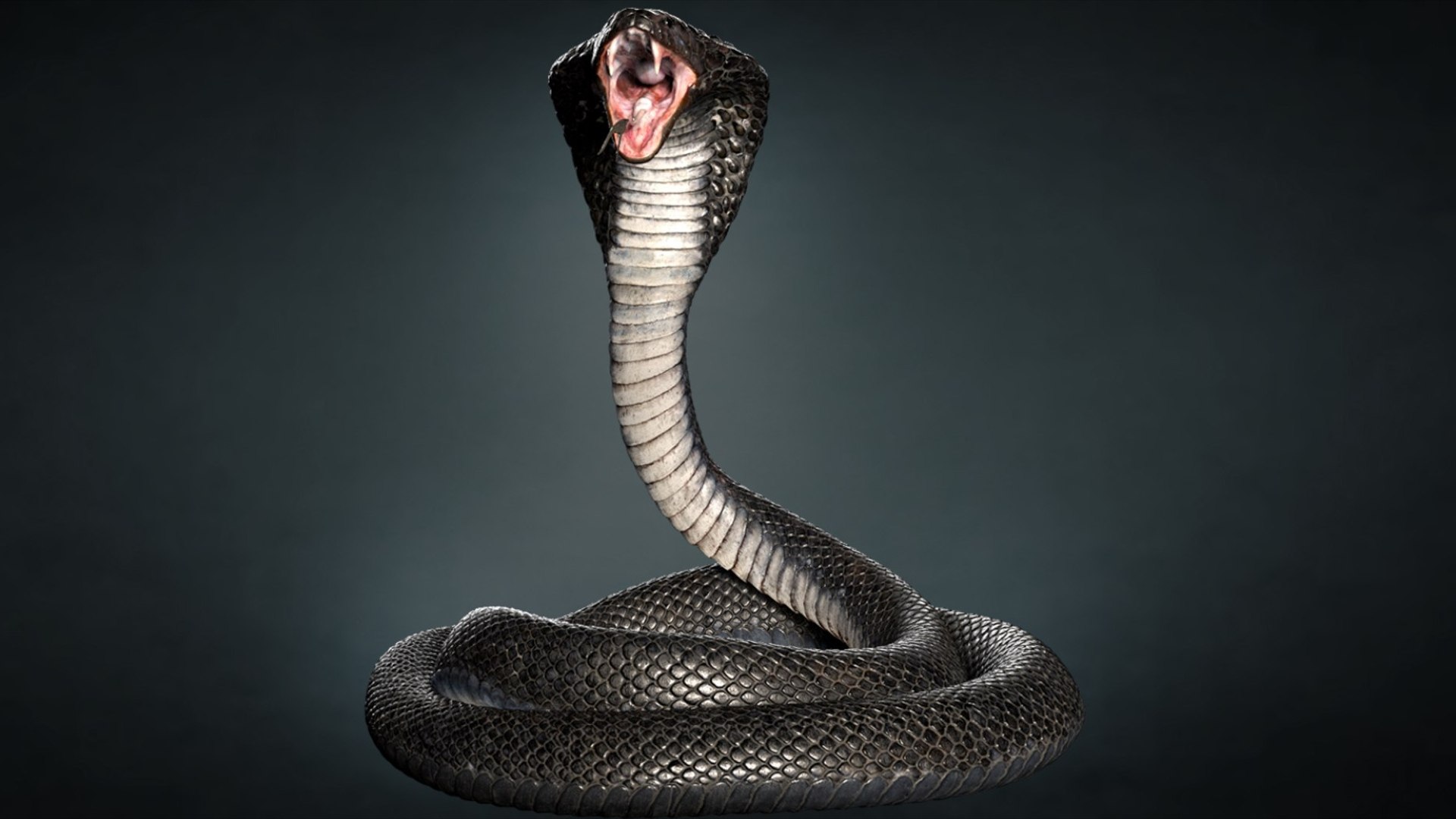 Animal Collection 3D 3D https://p.turbosquid.com/ts-thumb/BN/rJ9E1p/mN/cobrasnake_02/jpg/1761204157/1920x1080/fit_q87/8504dea4ed5ec9681c934761b28d53461660913e/cobrasnake_02.jpg