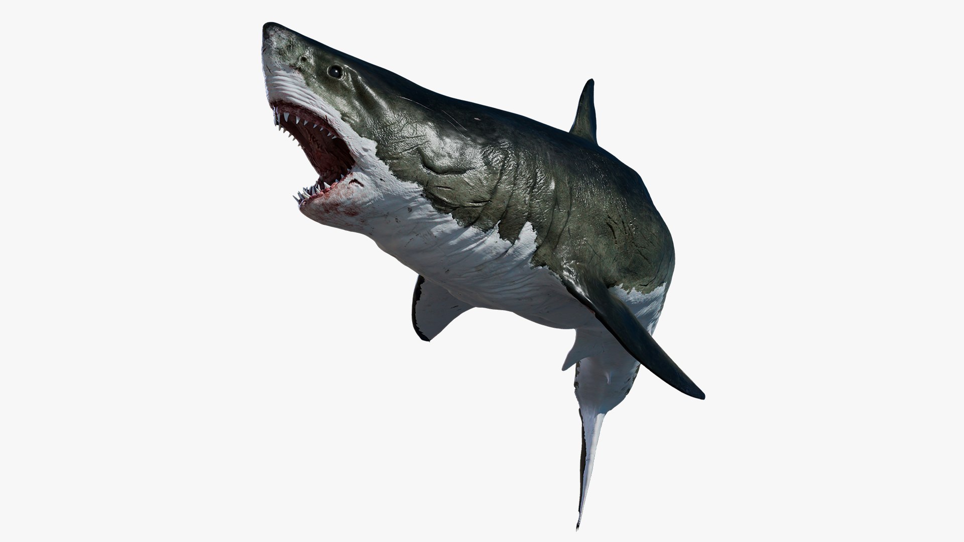 Animal Collection 3D 3D https://p.turbosquid.com/ts-thumb/BN/rJ9E1p/nc/greatwhiteshark_01/jpg/1761204822/1920x1080/fit_q87/d29f4691971e5226eef096a8bf91a2aa09fb8327/greatwhiteshark_01.jpg