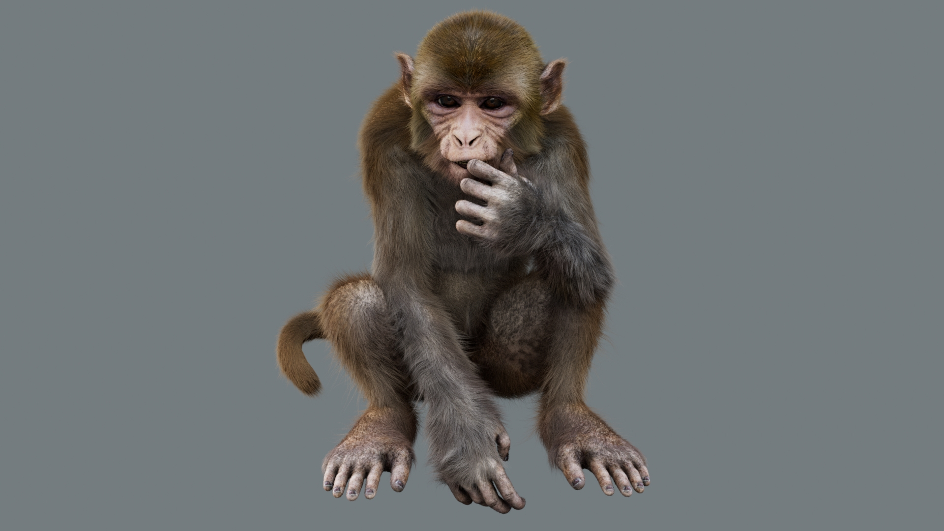 Animal Collection 3D 3D https://p.turbosquid.com/ts-thumb/BN/rJ9E1p/p5/monkey/jpg/1761205373/1920x1080/turn_fit_q99/00bfa307c217a598768a5919002196b7dc675a81/monkey-1.jpg