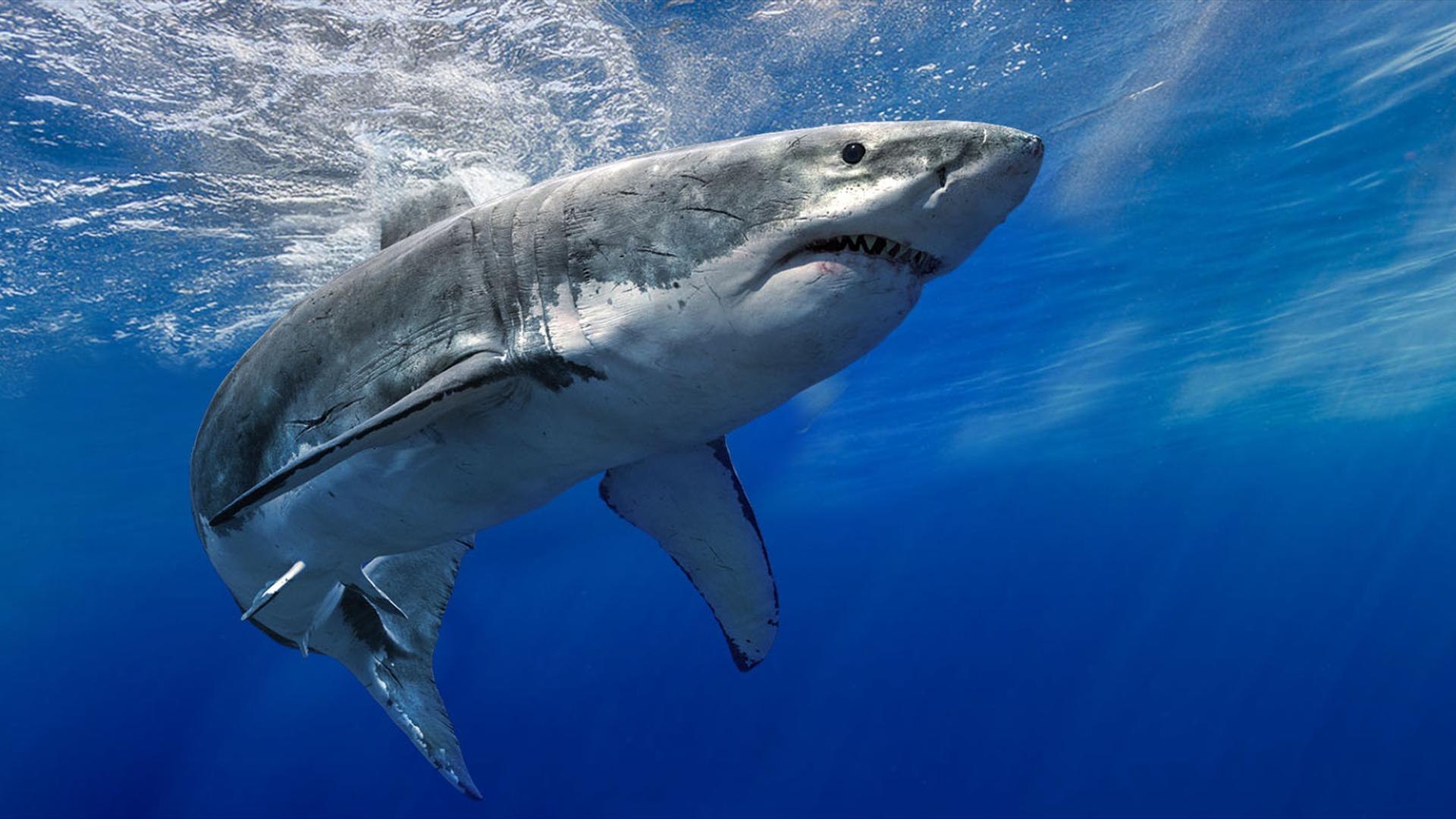 Animal Collection 3D 3D https://p.turbosquid.com/ts-thumb/BN/rJ9E1p/vc/shark_02/jpg/1761205820/1920x1080/fit_q87/a3c08b8323d638cb10701b875c759debab307d99/shark_02.jpg