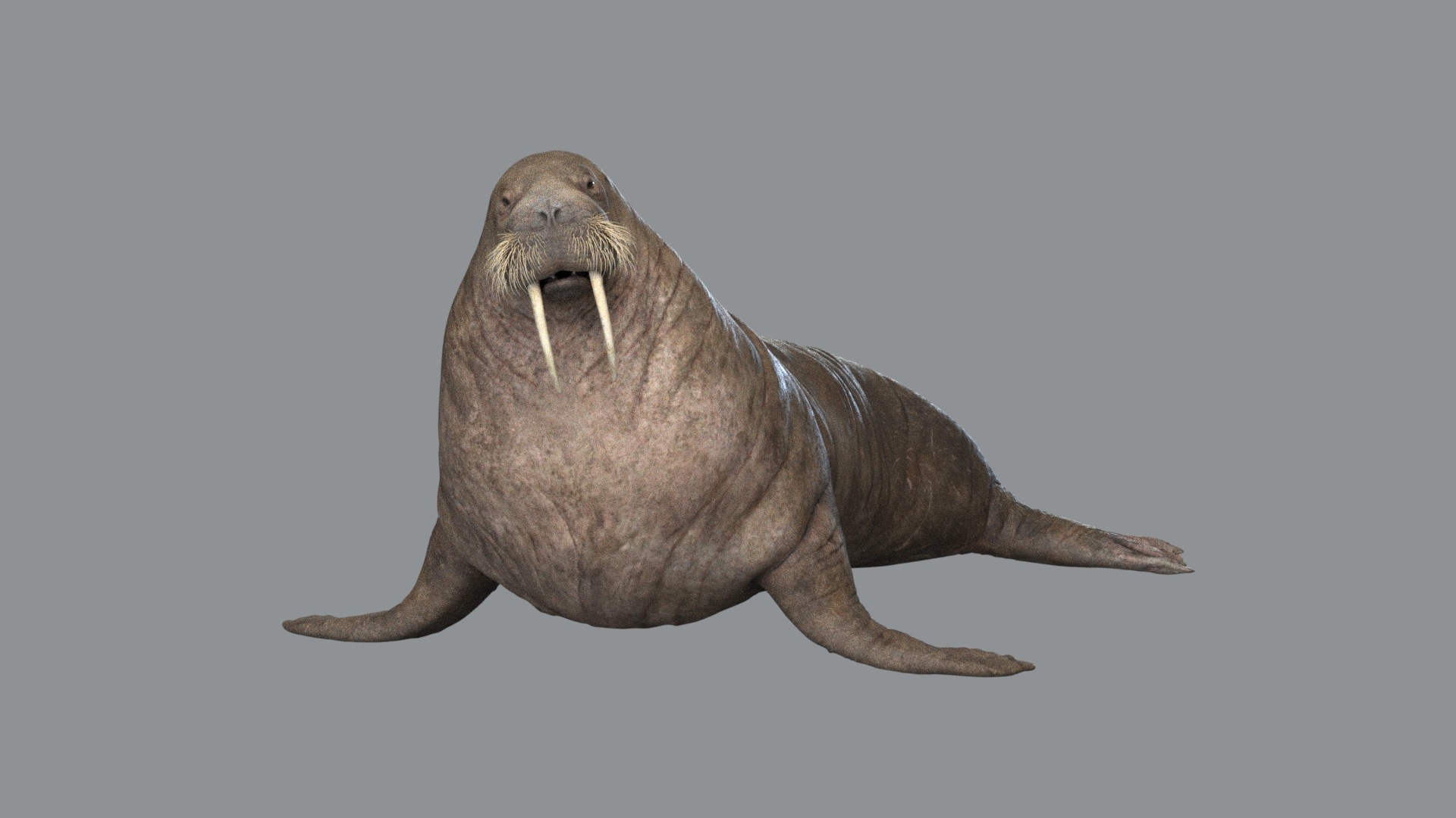 Animal Collection 3D 3D https://p.turbosquid.com/ts-thumb/BN/rJ9E1p/ws/walrus/jpg/1761206213/1920x1080/turn_fit_q99/7a03d4461e0c211bf0cec0abdc216cdf9608db00/walrus-1.jpg