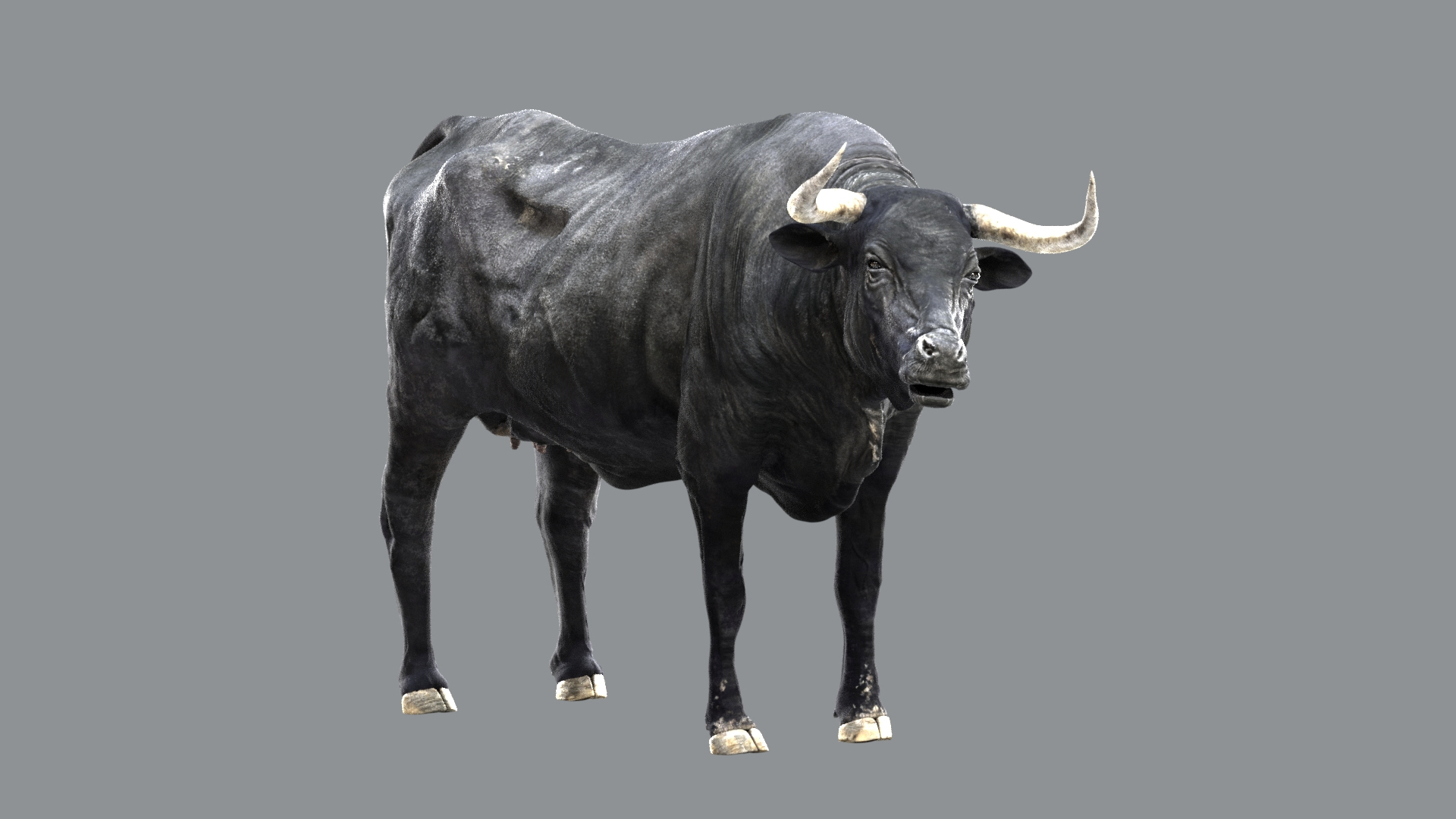 Animal Collection 3D 3D https://p.turbosquid.com/ts-thumb/BN/rJ9E1p/xX/bullcow/jpg/1761204002/1920x1080/turn_fit_q99/2ed3123717b39561c9f4b4c6655507f84f0fe077/bullcow-1.jpg