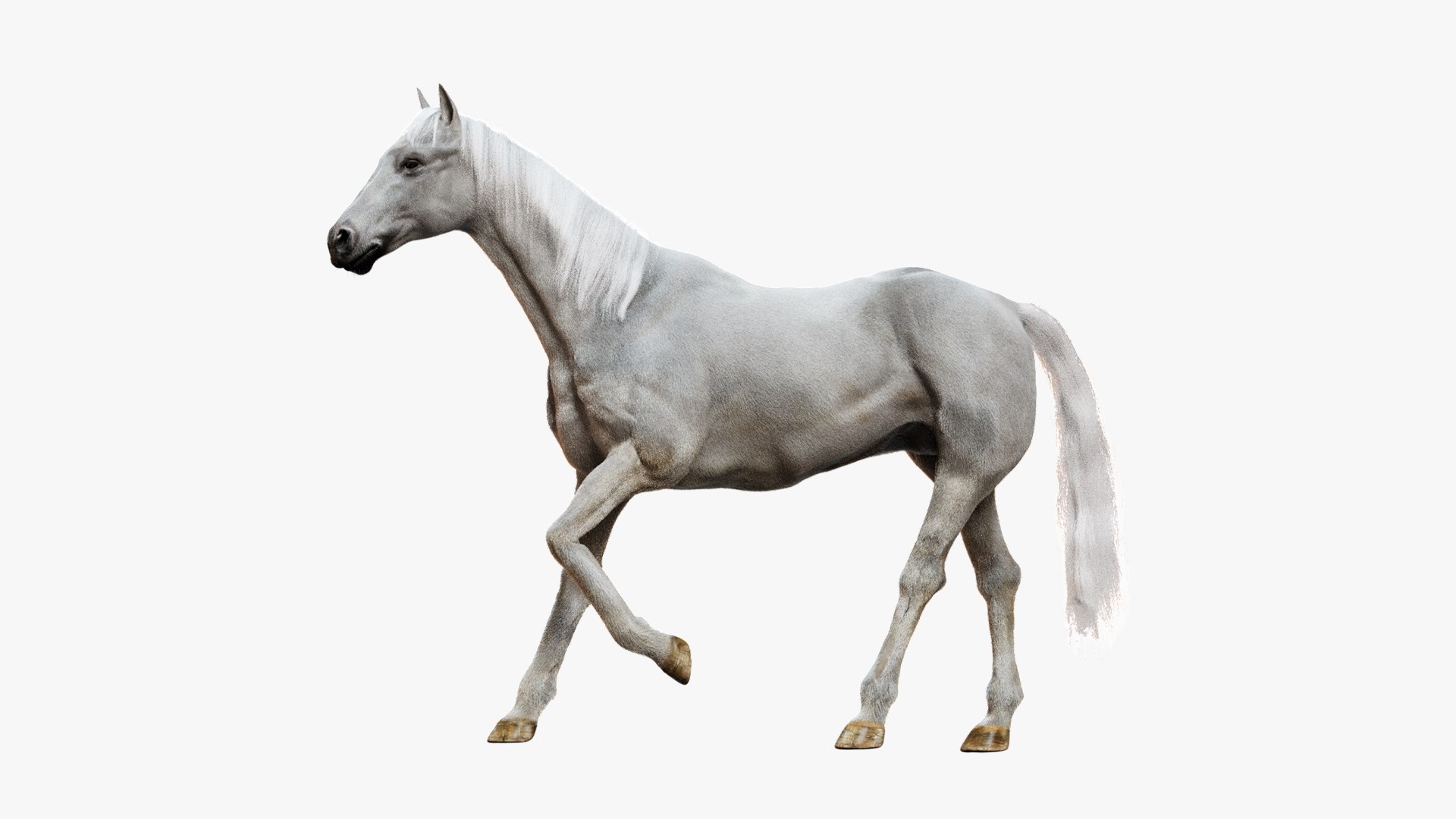 Animal Collection 3D 3D https://p.turbosquid.com/ts-thumb/BN/rJ9E1p/yR/whitehorse_01/jpg/1761206314/1920x1080/fit_q87/507adcab90d82ddce03f5bb7a82cedf31f681fc1/whitehorse_01.jpg