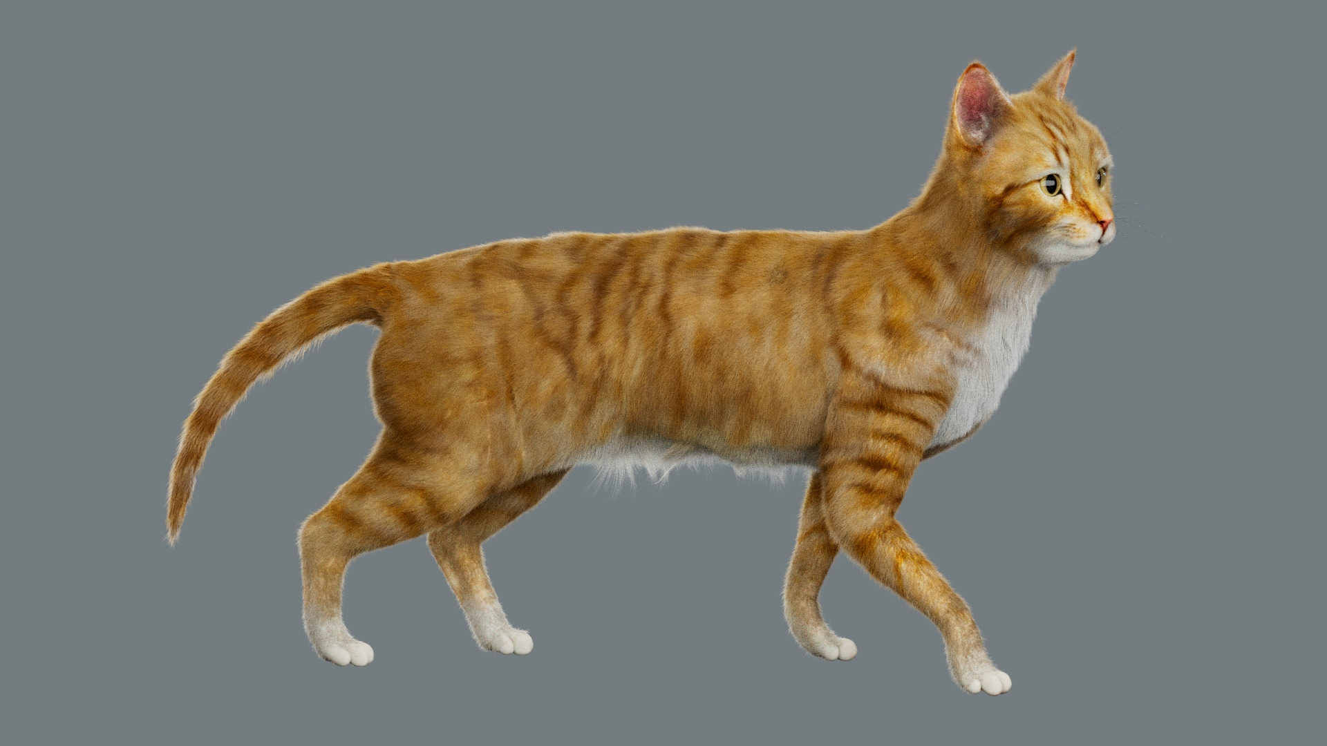 Animal Collection 3D 3D https://p.turbosquid.com/ts-thumb/BN/rJ9E1p/yd/yellowcat/jpg/1761206503/1920x1080/turn_fit_q99/2e9cf1abd47e2296c9811aca9a2fec579cbcd440/yellowcat-1.jpg