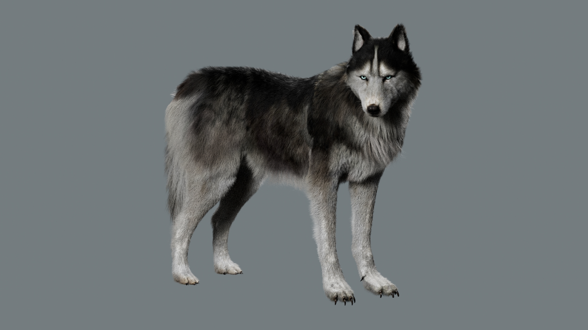 Animal Collection 3D 3D https://p.turbosquid.com/ts-thumb/BN/rJ9E1p/z9/siberianhusky/jpg/1761206043/1920x1080/turn_fit_q99/1d839bcc102a0a0f9da82bca3c2d2af96d6f8bb6/siberianhusky-1.jpg