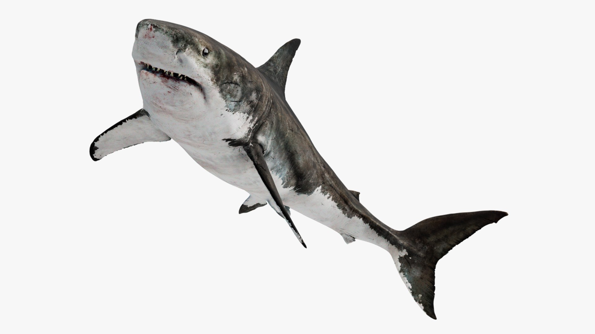 Animal Collection 3D 3D https://p.turbosquid.com/ts-thumb/BN/rJ9E1p/zj/shark_01/jpg/1761205820/1920x1080/fit_q87/25725251066cd133ef9ae794d68eca0d1d9fe48e/shark_01.jpg