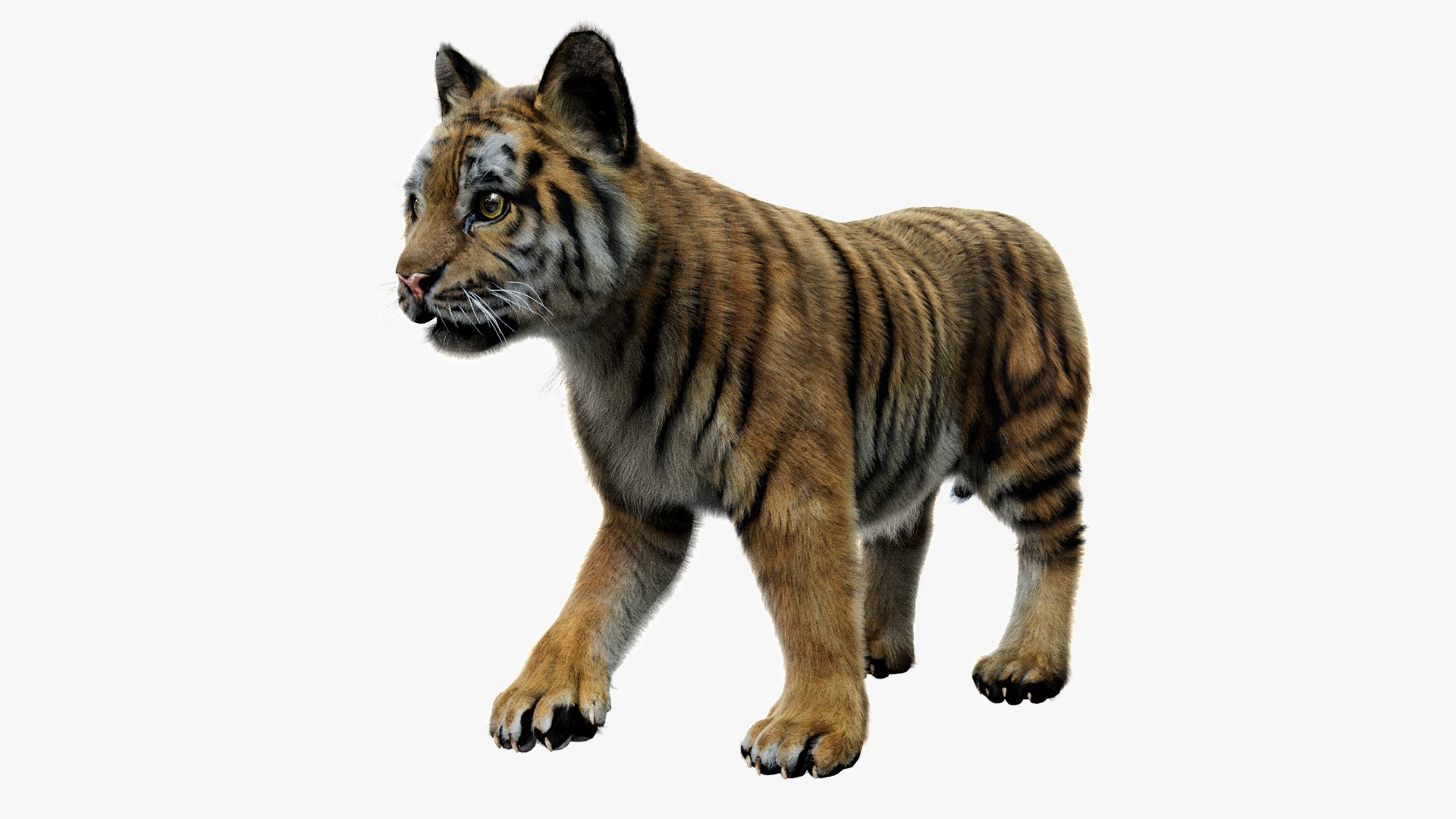 Animal Collection 3D 3D https://p.turbosquid.com/ts-thumb/BN/rJ9E1p/zq/tigerbaby_01/jpg/1761206150/1920x1080/fit_q87/7b5d51eed6f49b45dd90df1aab2be9b8b831d321/tigerbaby_01.jpg