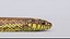 yellow snake animation 3D model