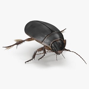 Water Insect Beetle Black Floating 3D