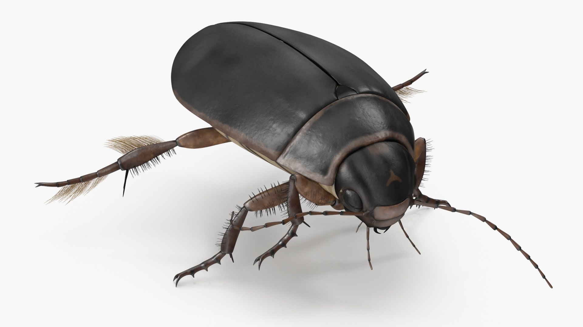 Water Insect Beetle Black Floating 3D model preview